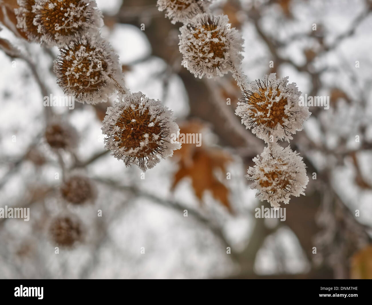 Rime covered plane tree seed in park Stock Photo