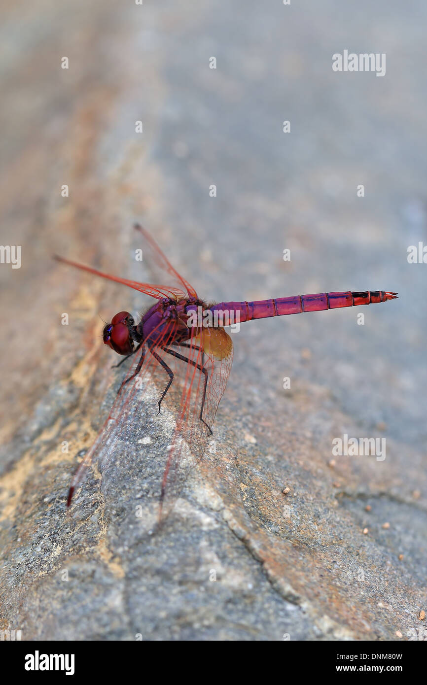 Violet Dropwing (Trithemis annulata) Stock Photo