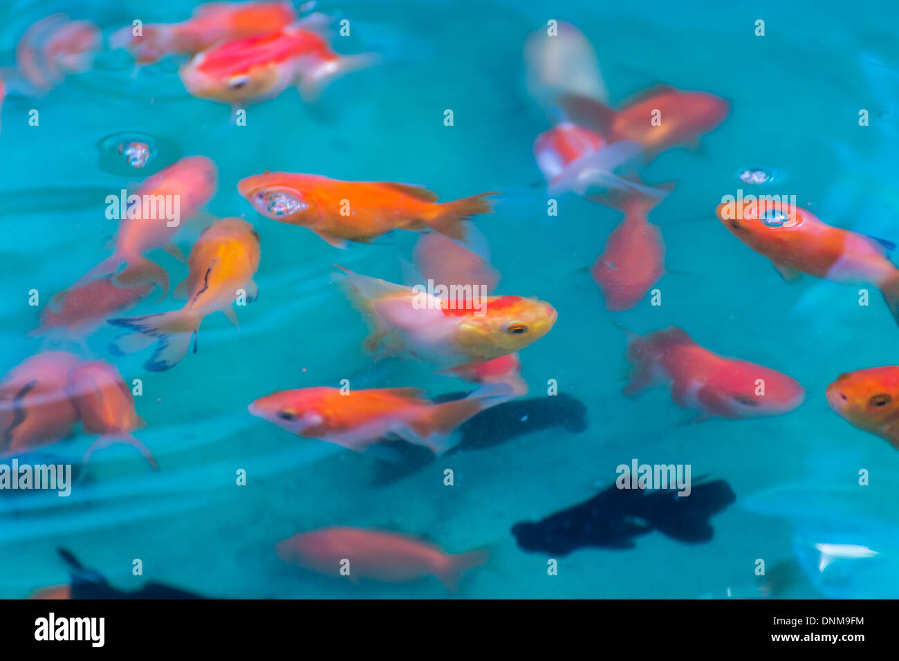 Goldfishes in pond , For Sell Stock Photo