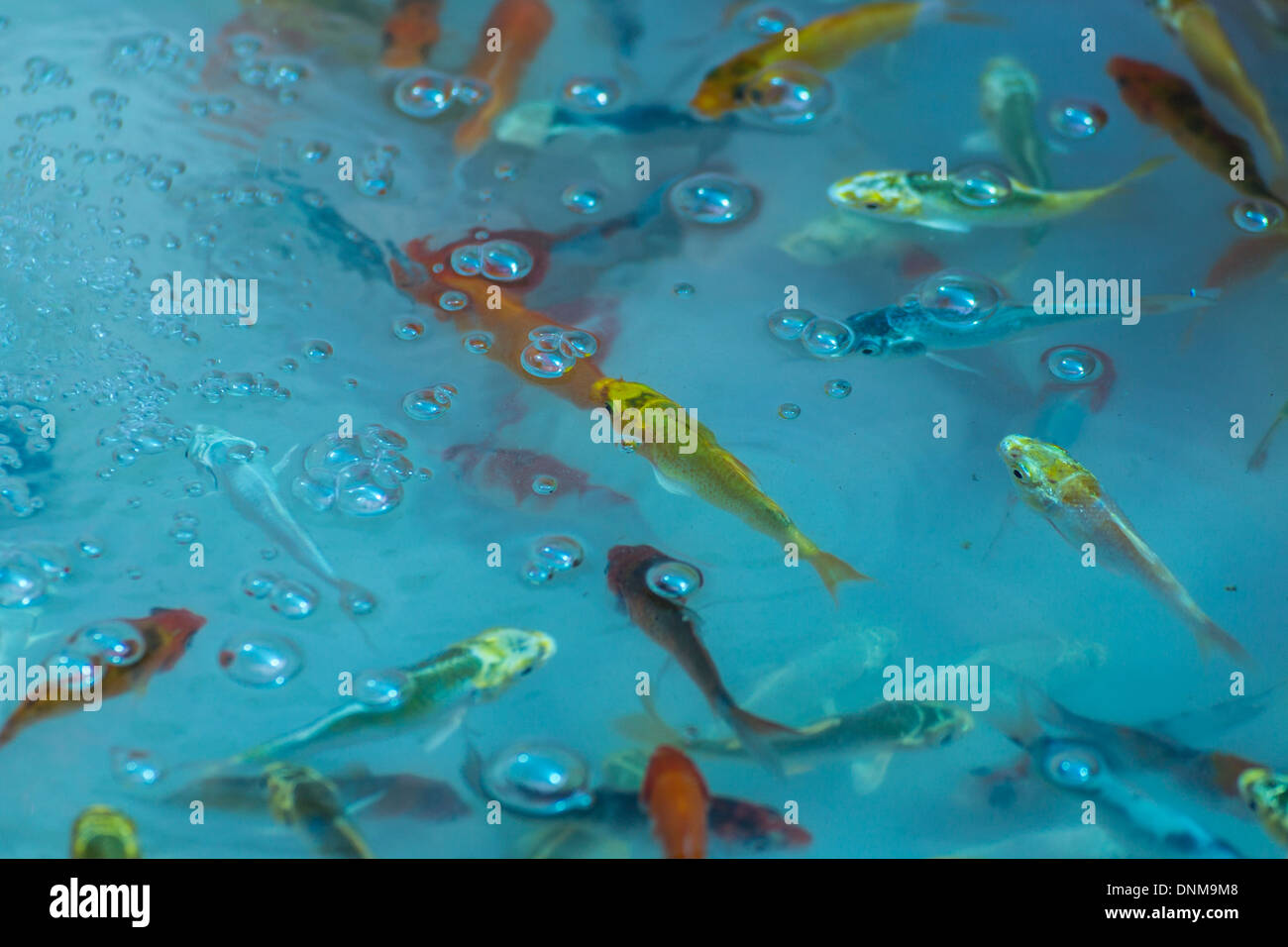 fishes in pond , For Sell Stock Photo