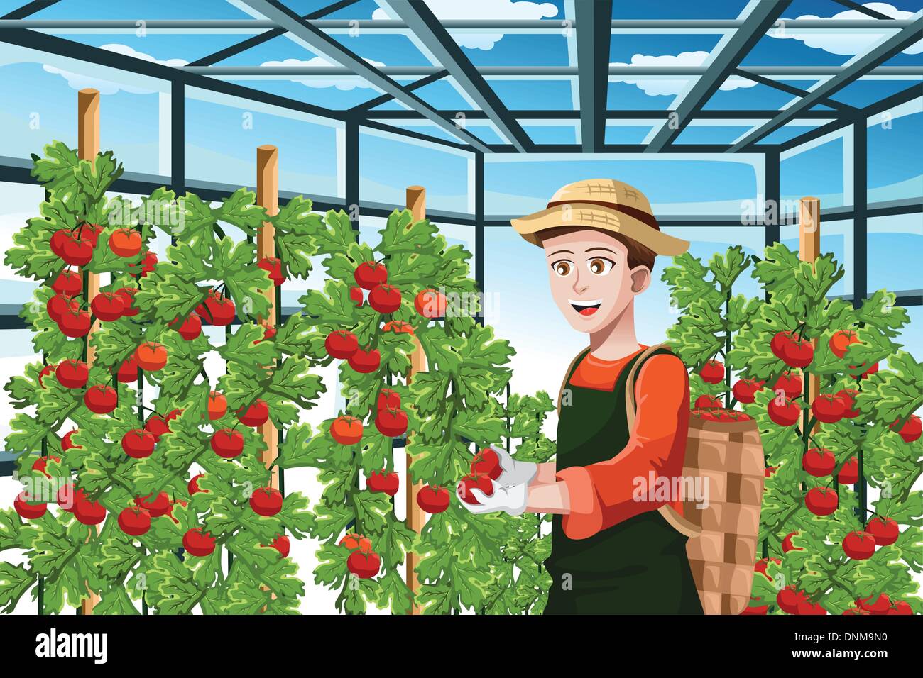 A vector illustration of  a happy farmer harvesting tomatoes in a greenhouse Stock Vector