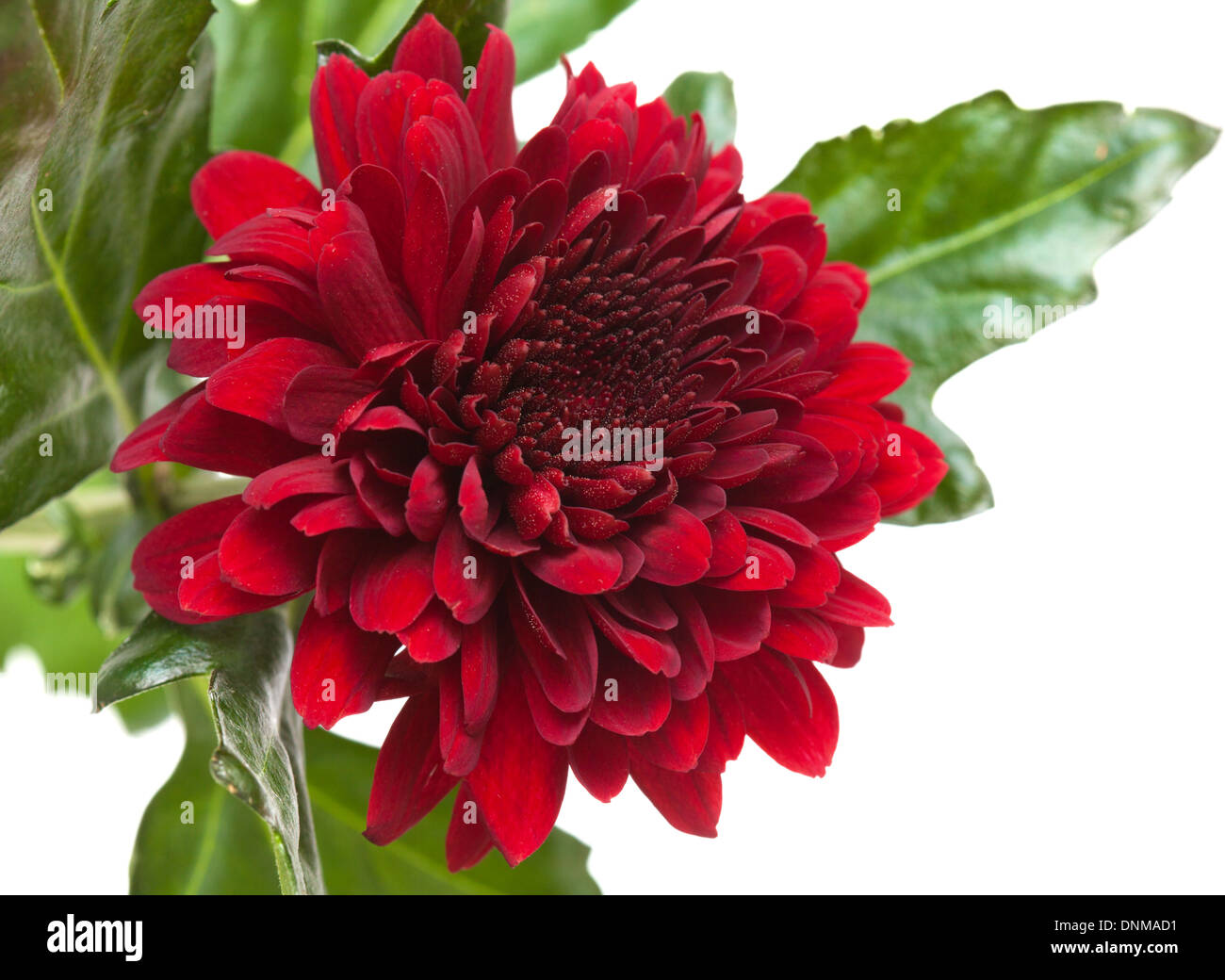 dark red chrysanthemum isolated on white Stock Photo Alamy