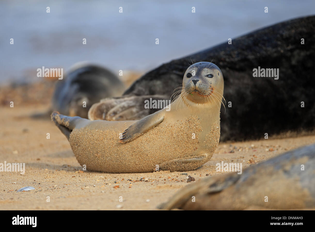 Common Seal (Phoca vitulina) Stock Photo