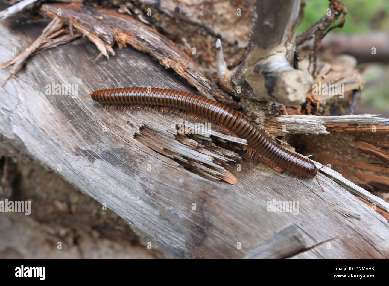 Animals with many legs hi-res stock photography and images - Alamy Animals with many legs hi-res stock photography and images - Alamy