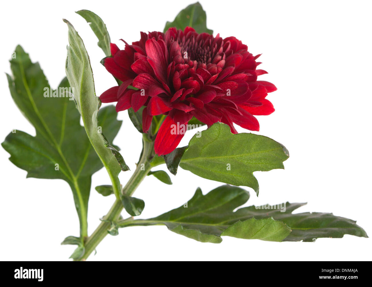 Chrysanthemum wine hi-res stock photography and images - Alamy