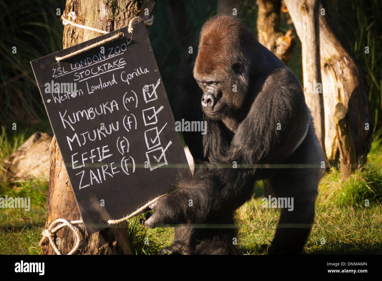 London, UK. 2nd January 2014, ZSL London. Kumbuka the Silverback gorilla  attempts to untie the sign, a new addition to his enclosure, bearing his name during the annual International Species Information System stocktake of animals at Zoological Society of London Zoo in Regents Park. Credit:  Paul Davey/Alamy Live News Stock Photo