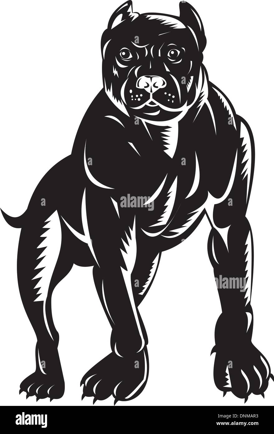 illustration of a pitbull dog done in retro woodcut style. Stock Vector