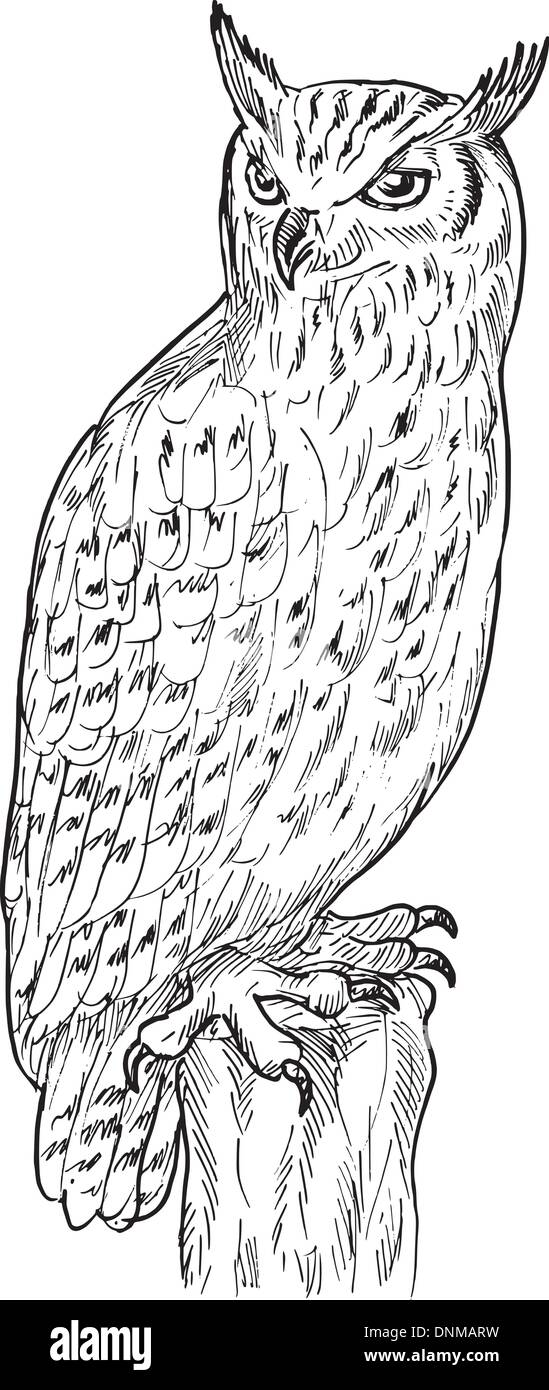 hand sketch drawing illustration of an Eagle Owl done in black and