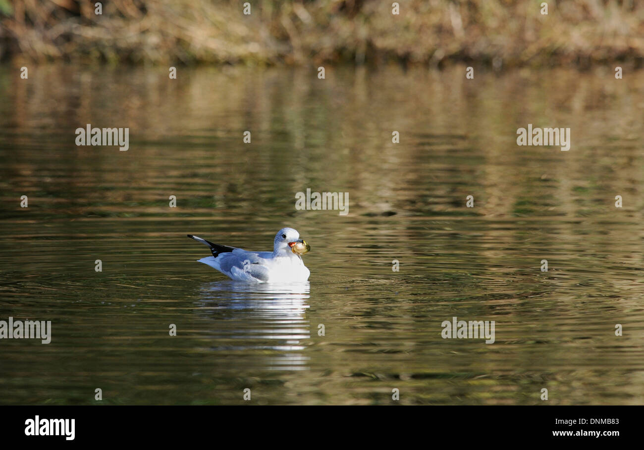Black headed gull with a fresh water mussel. Stock Photo