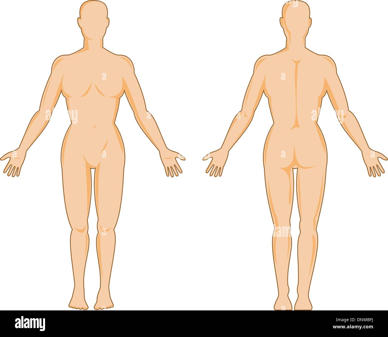 illustration on the human anatomy showing a female standing on isolated background Stock Vector