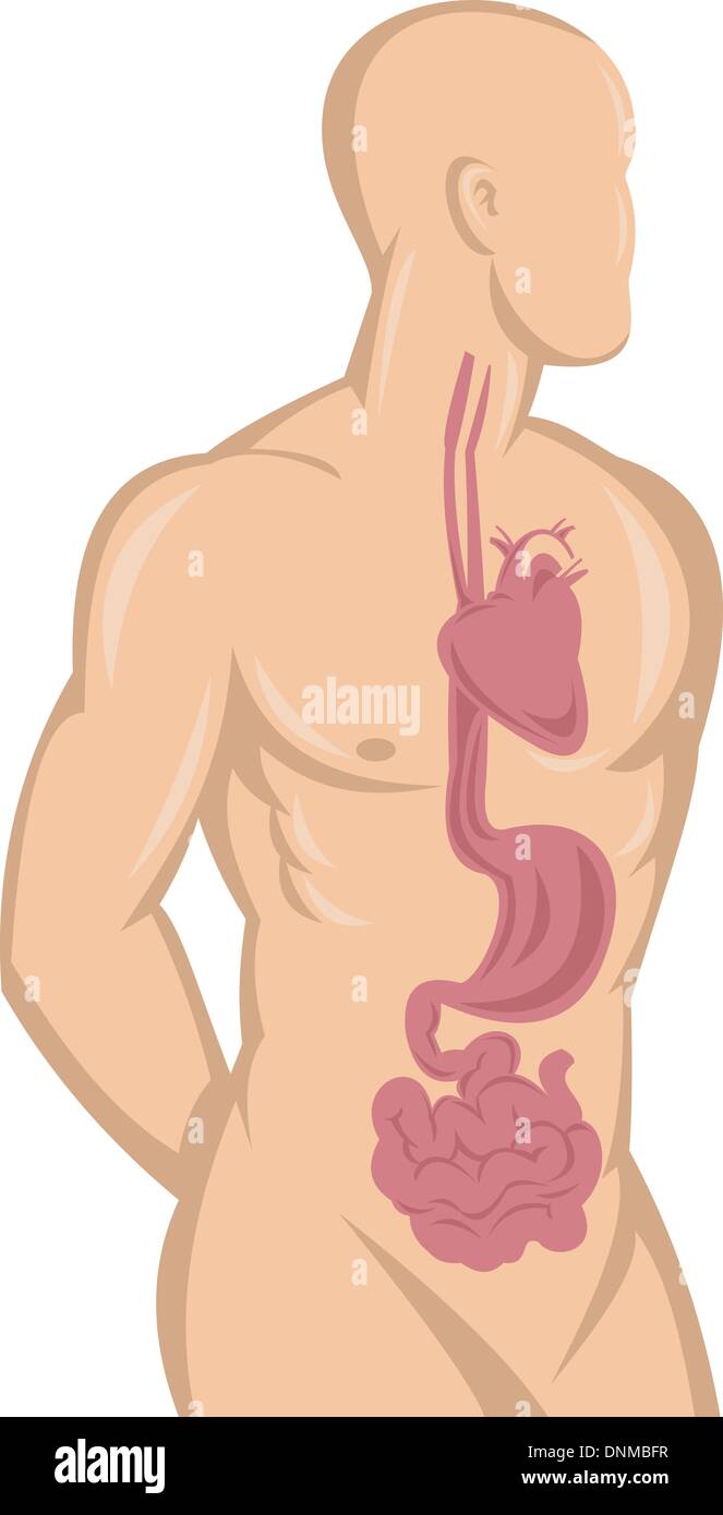 Illustration Of A Human Anatomy Showing Heart Stomach Intestine And Stock Vector Image Art Alamy
