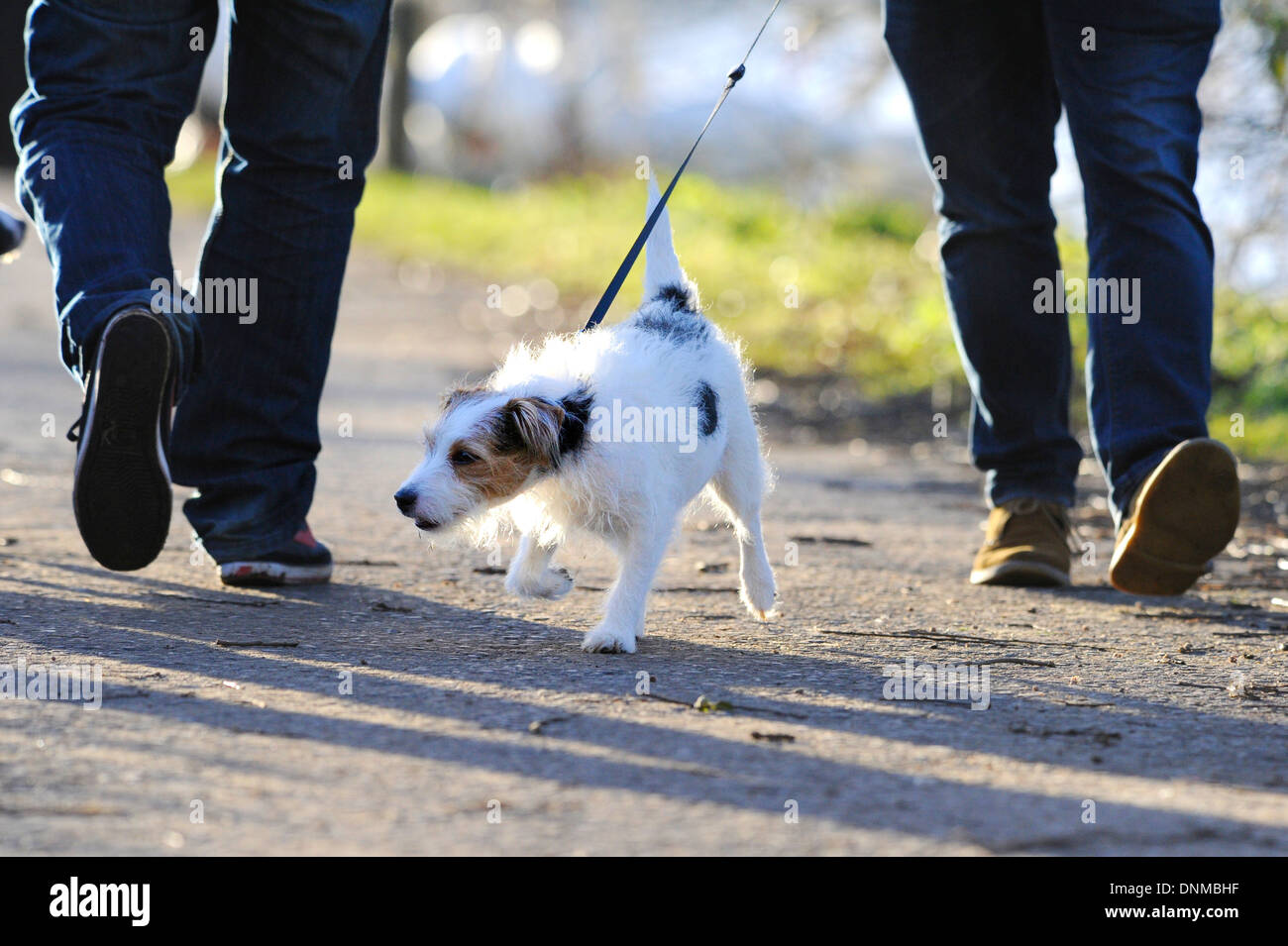 Jack Russell terrier being taken for a walk whilst on a dog lead Stock