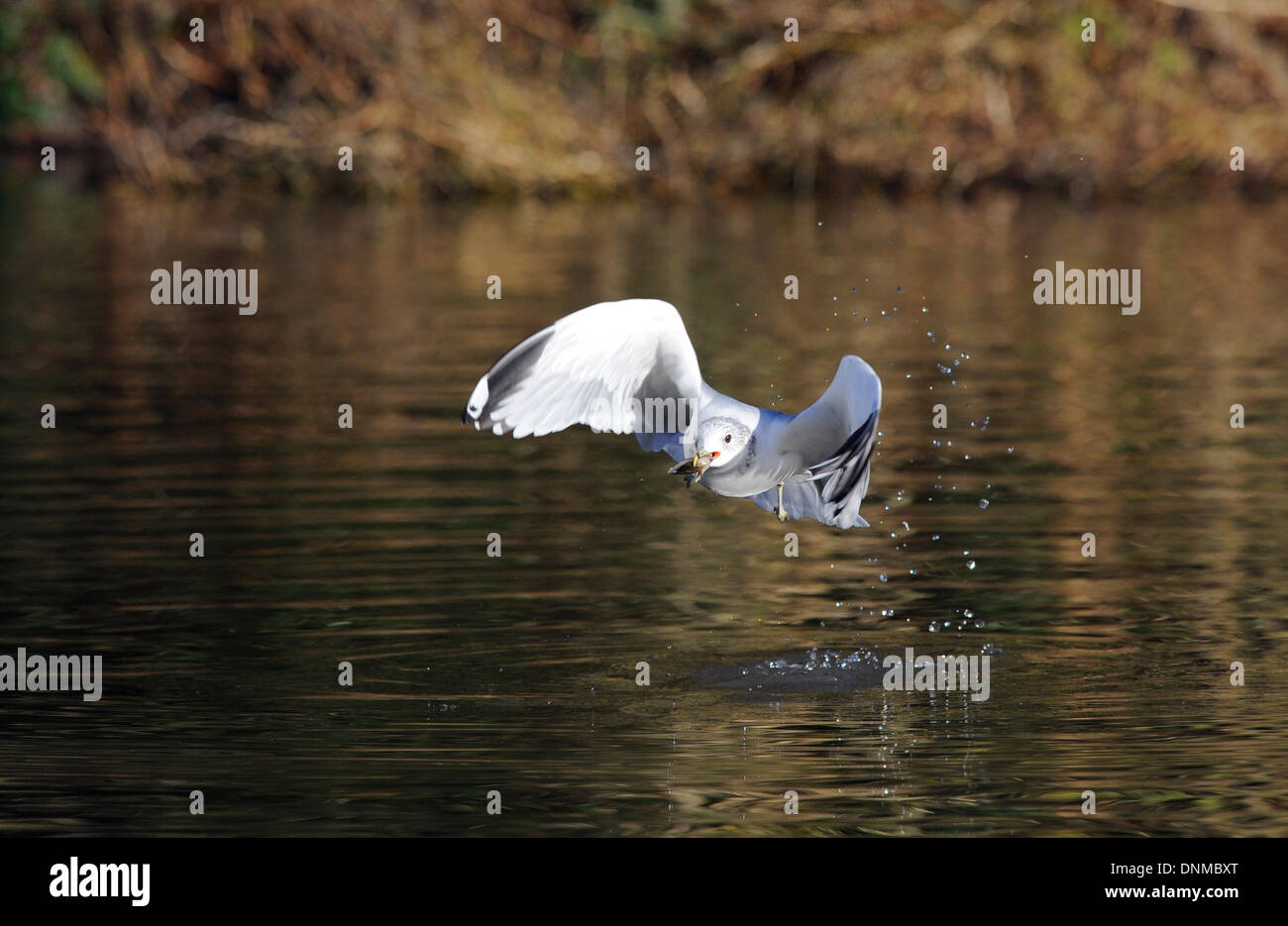 Black headed gull with a fresh water mussel. Stock Photo