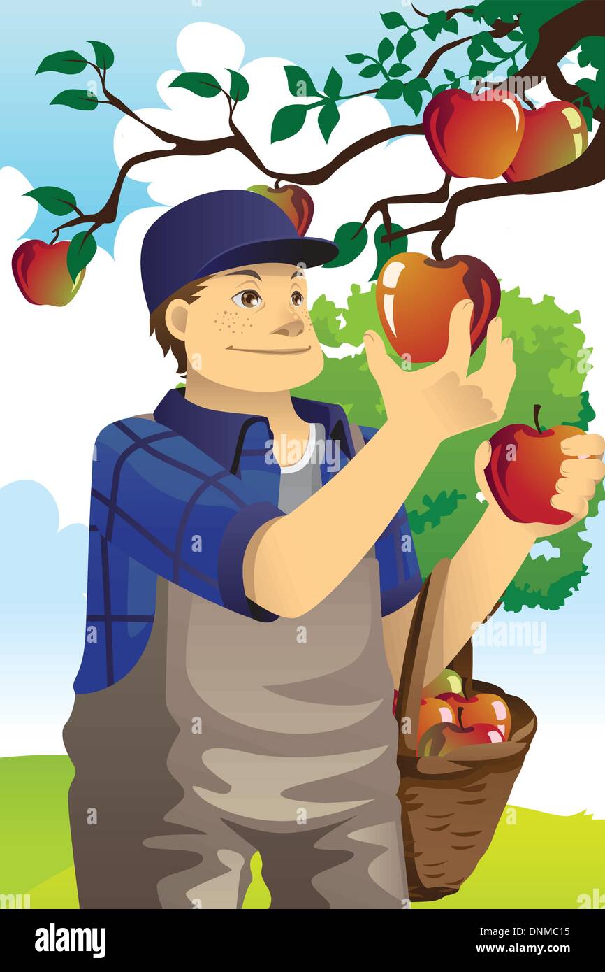 A vector illustration of a farmer picking apples from the tree Stock Vector