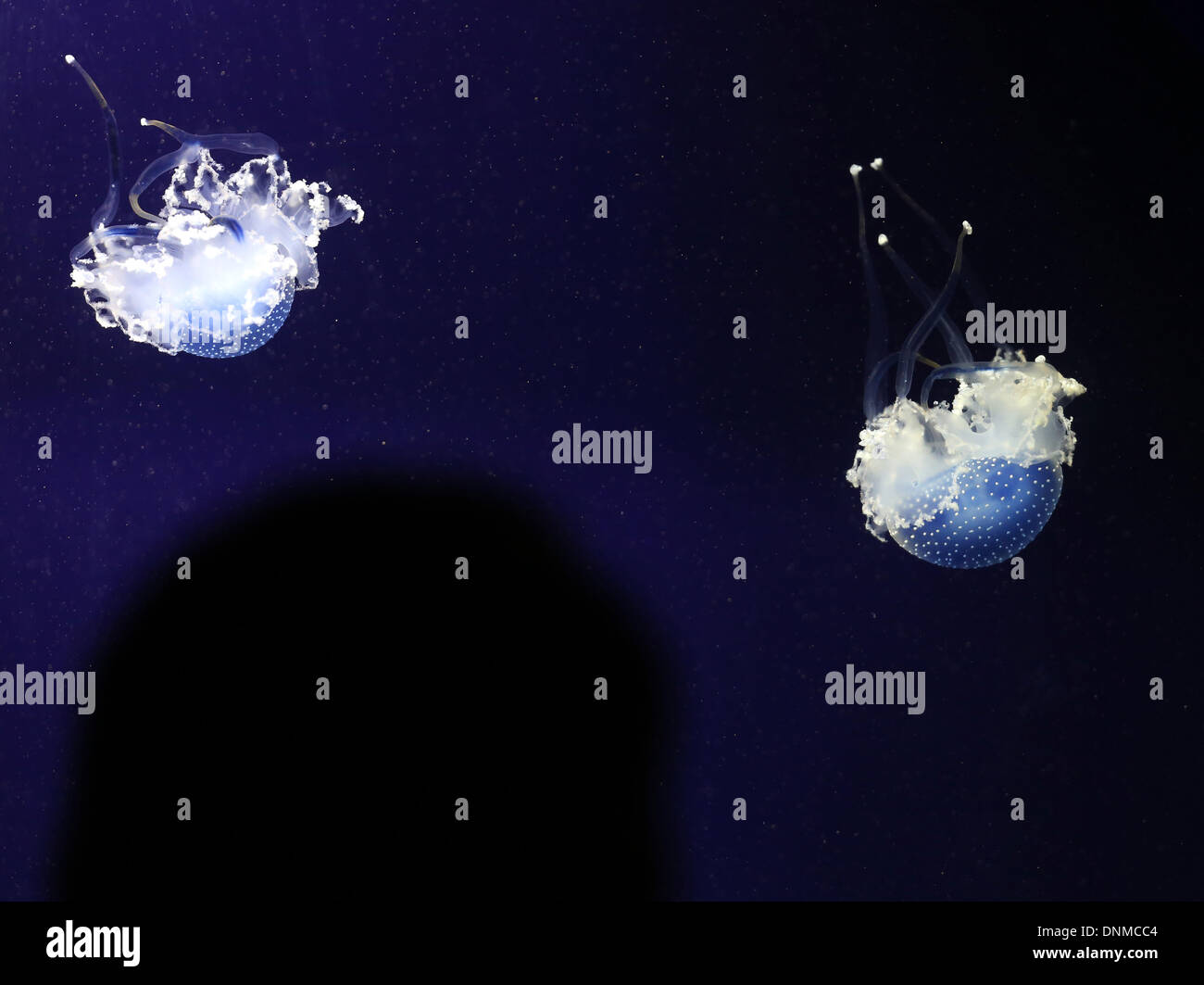Duisburg, Germany. 02nd Jan, 2014. Barrel jellyfishes (Rhizostoma pulmo) float in a blue-lit aquarium at the zoo in Duisburg, Germany, 02 January 2014. Photo: ROLAND WEIHRAUCH/dpa/Alamy Live News Stock Photo