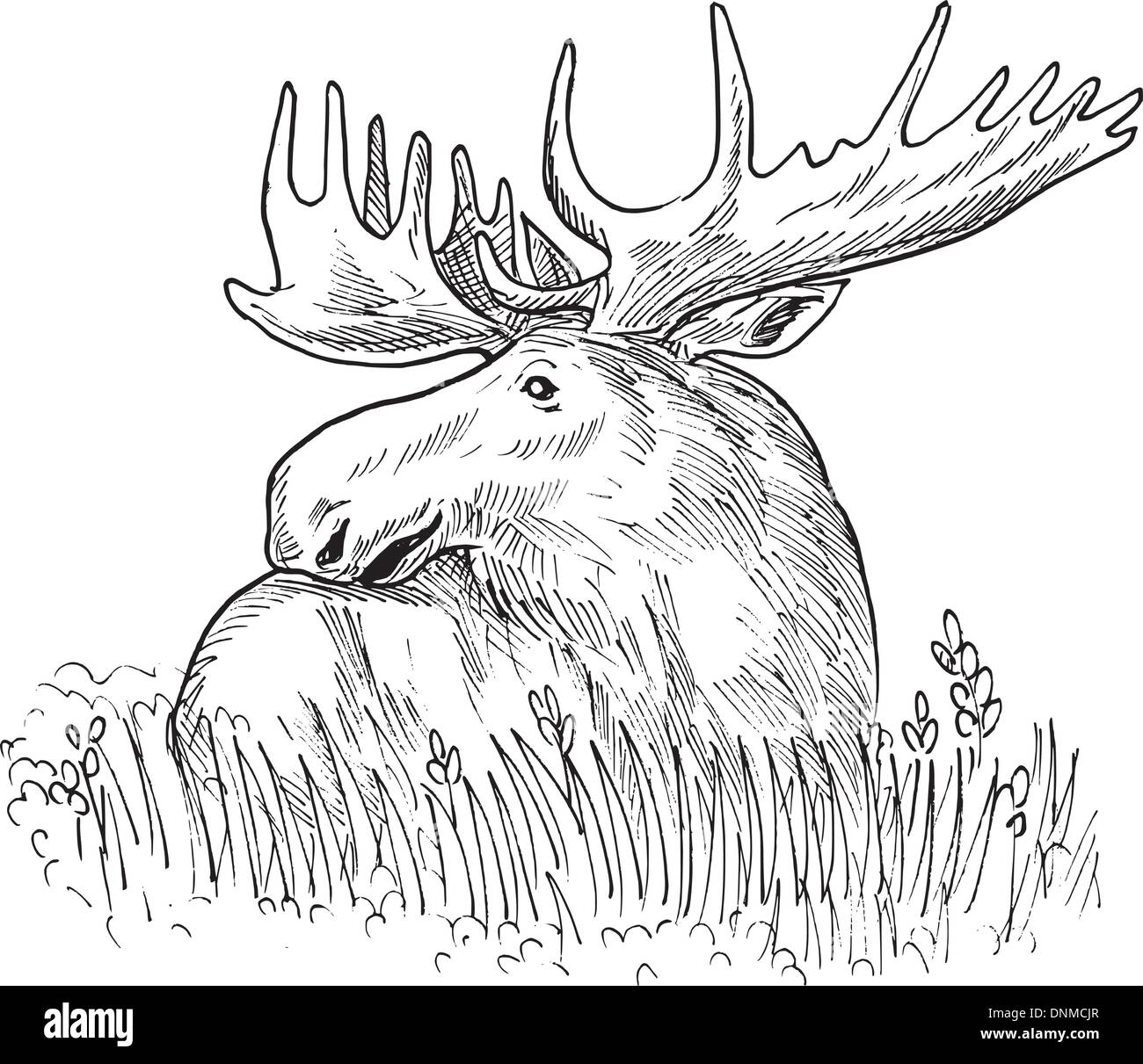 hand sketched drawing  illustration of a moose or common European elk done in black and white. Stock Vector