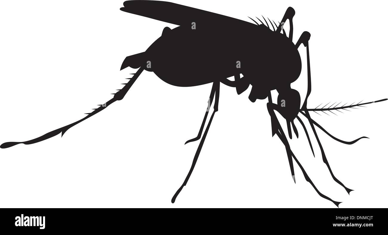 illustration of a mosquito insect on white background. Stock Vector