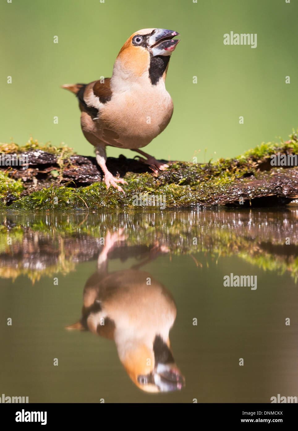 Hawfinch (Coccothraustes coccothraustes)at the edge of a forest pool Stock Photo