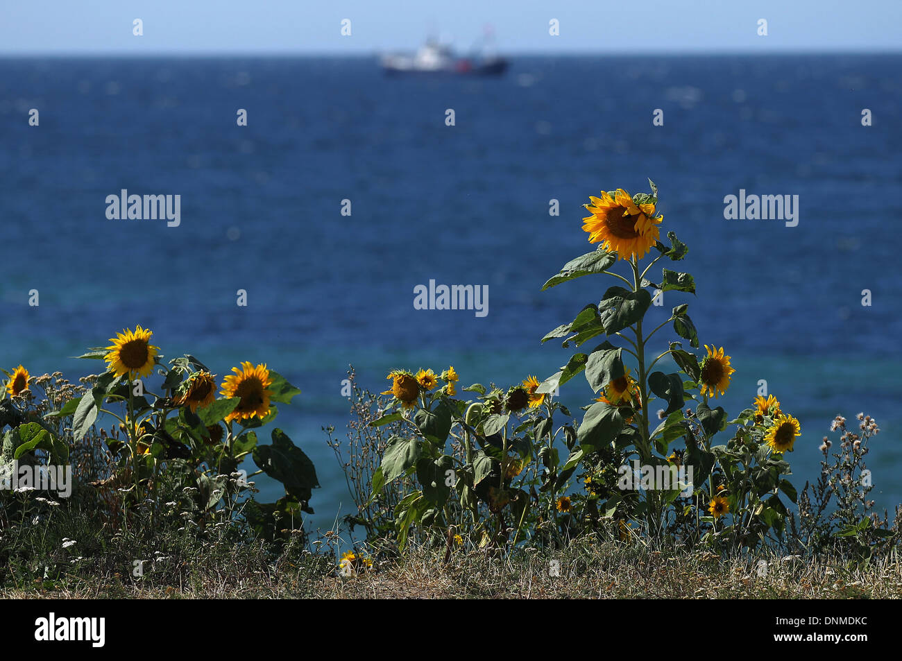 Kuehlungsborn, Germany, sunflowers at the Baltic Sea coast Stock Photo