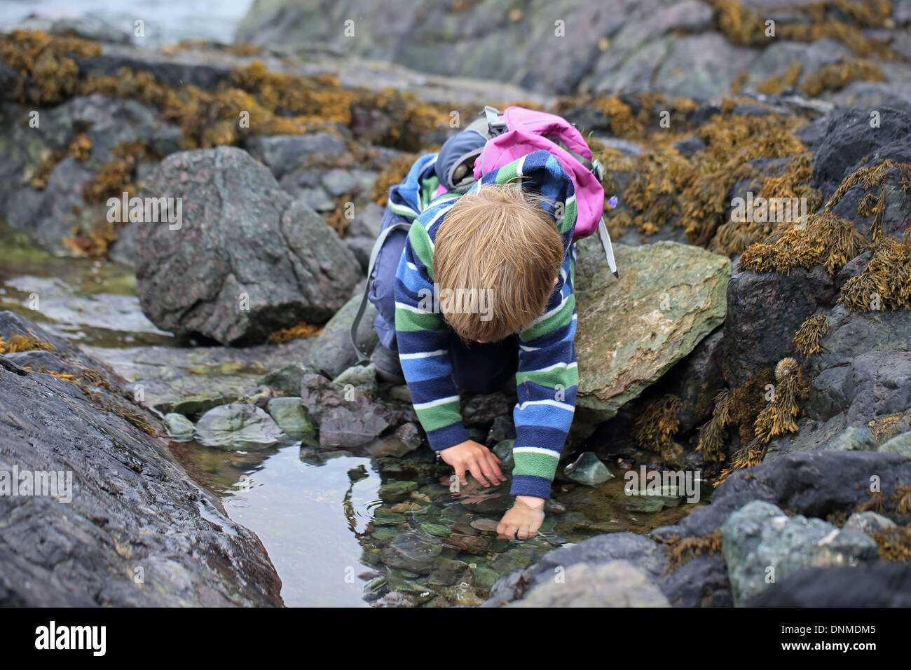 Rockpooling Stock Photo Alamy