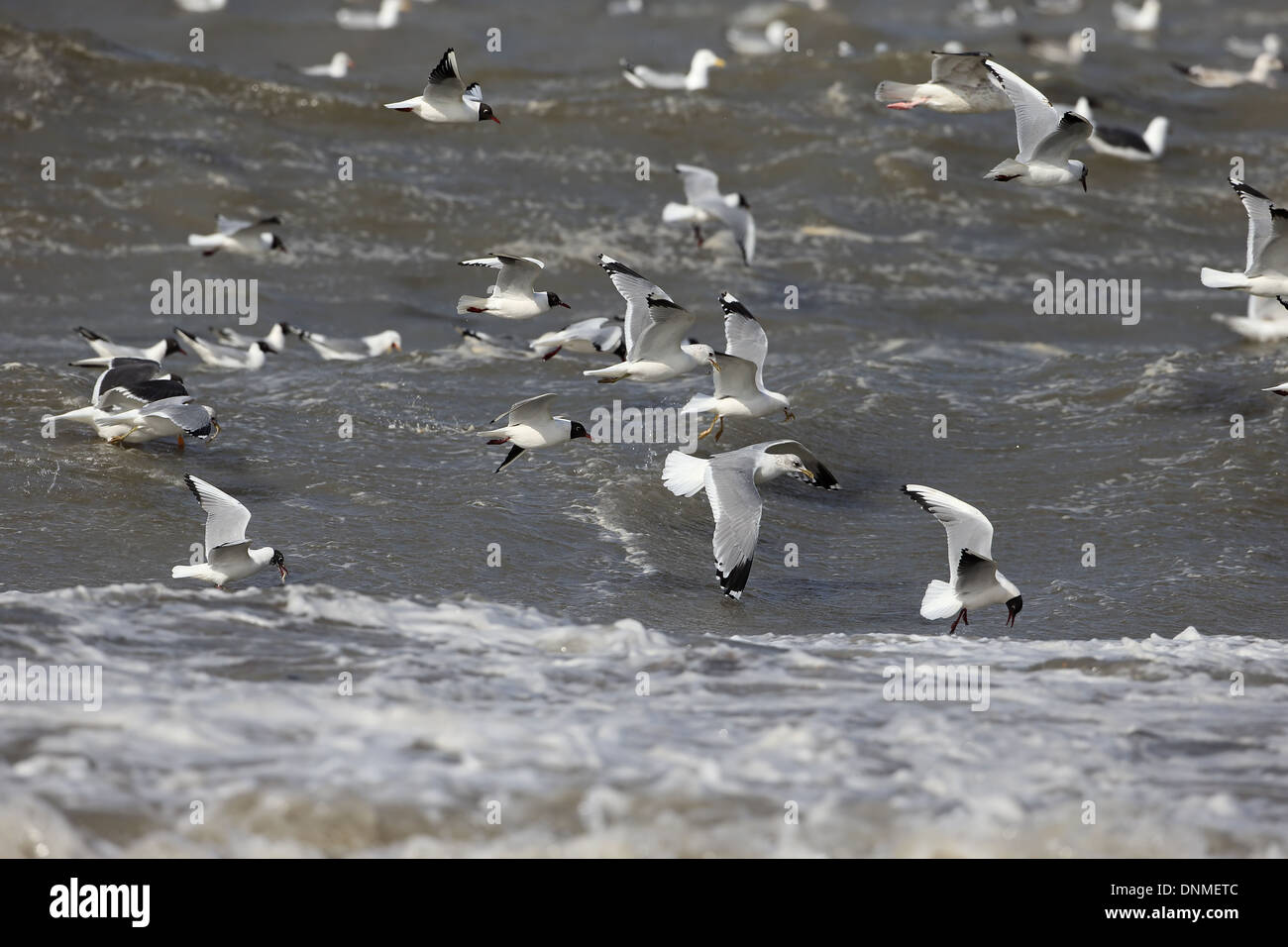 Gulls in feeding frenzy Stock Photo