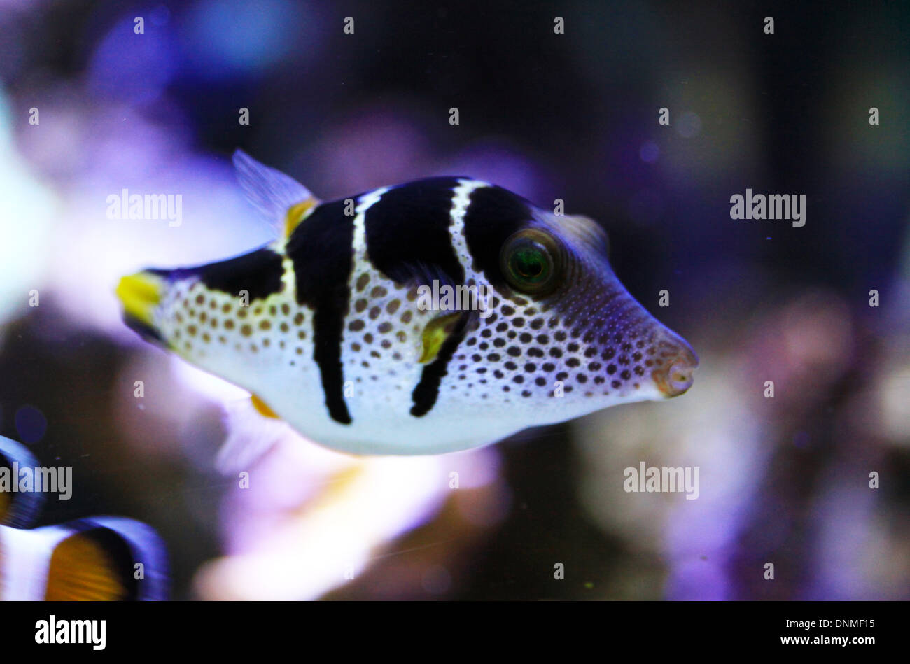 Marine Fish and Corals Stock Photo