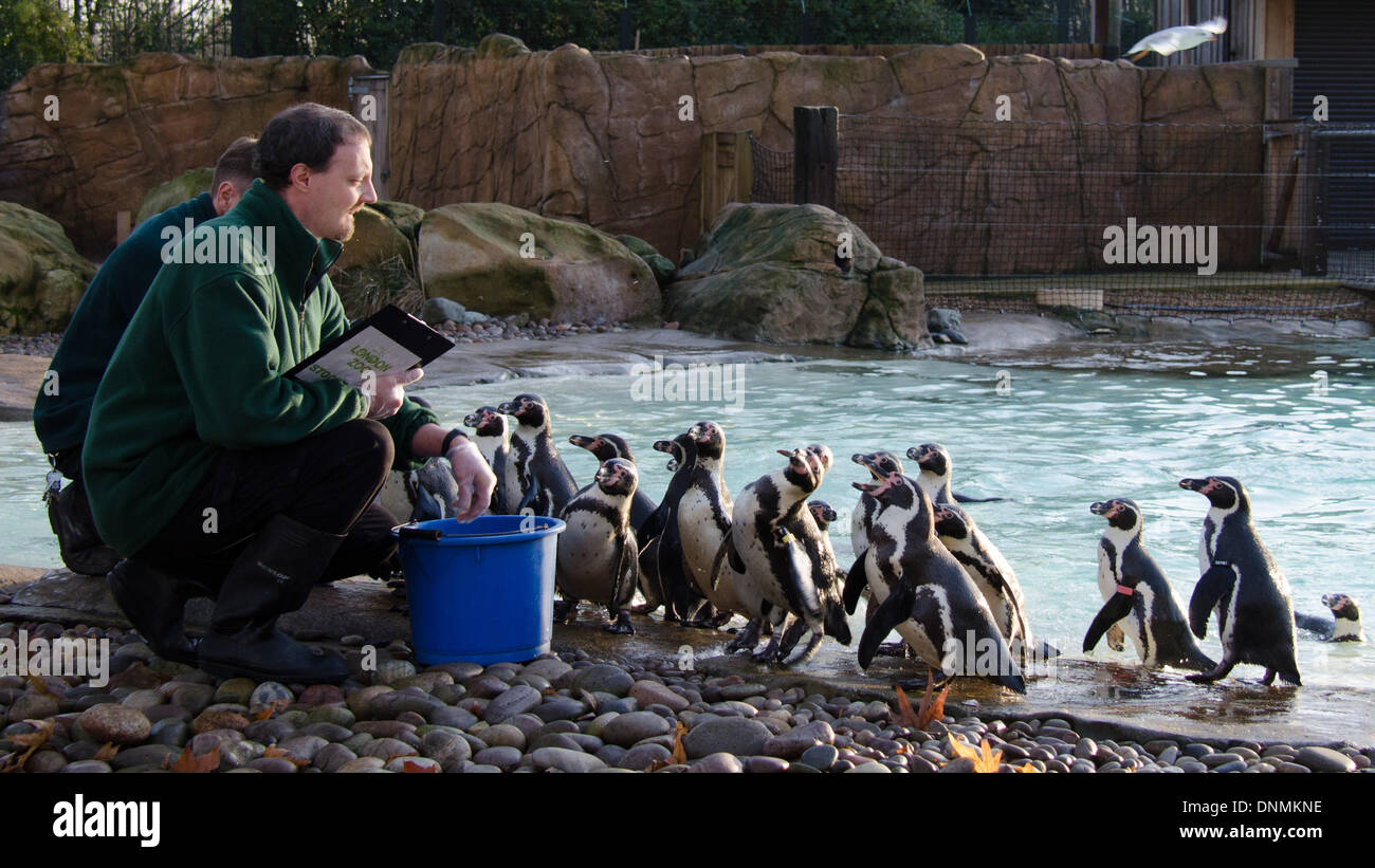 International species information system hires stock photography and