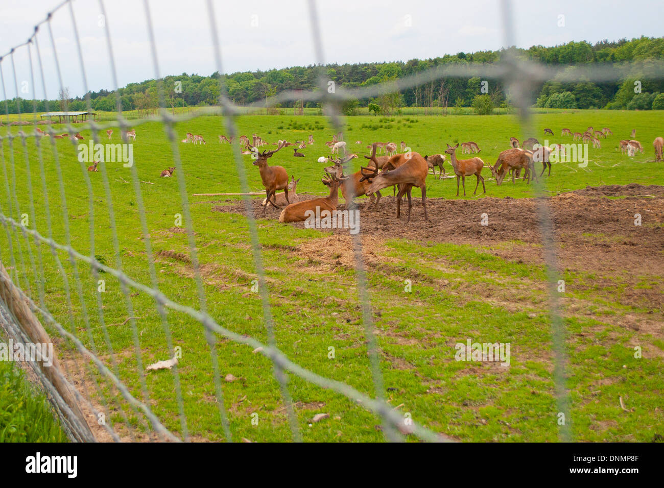 Wild deers farm in Poland Stock Photo