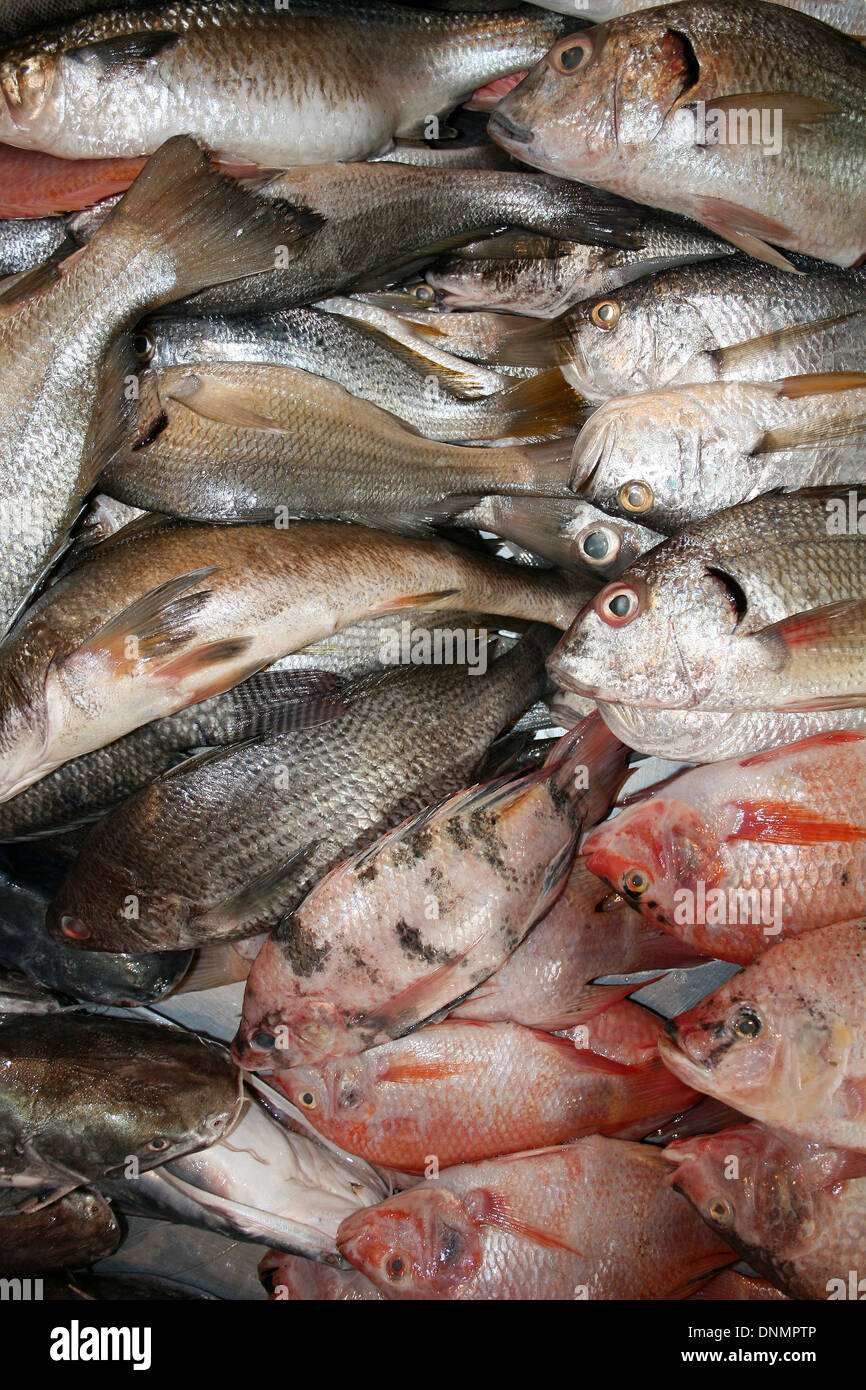 A fresh fish market with a variety of salt water fish in Ibarra, Ecuador Stock Photo