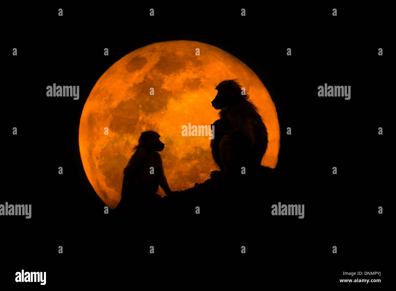 Two Baboons interacting silhouetted against a rising full moon Stock Photo