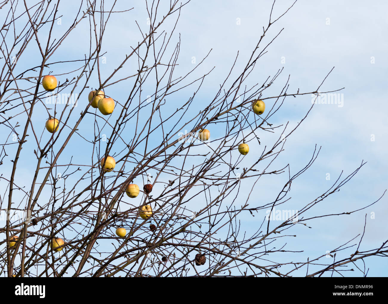 apples in the winter with a dry tree Stock Photo