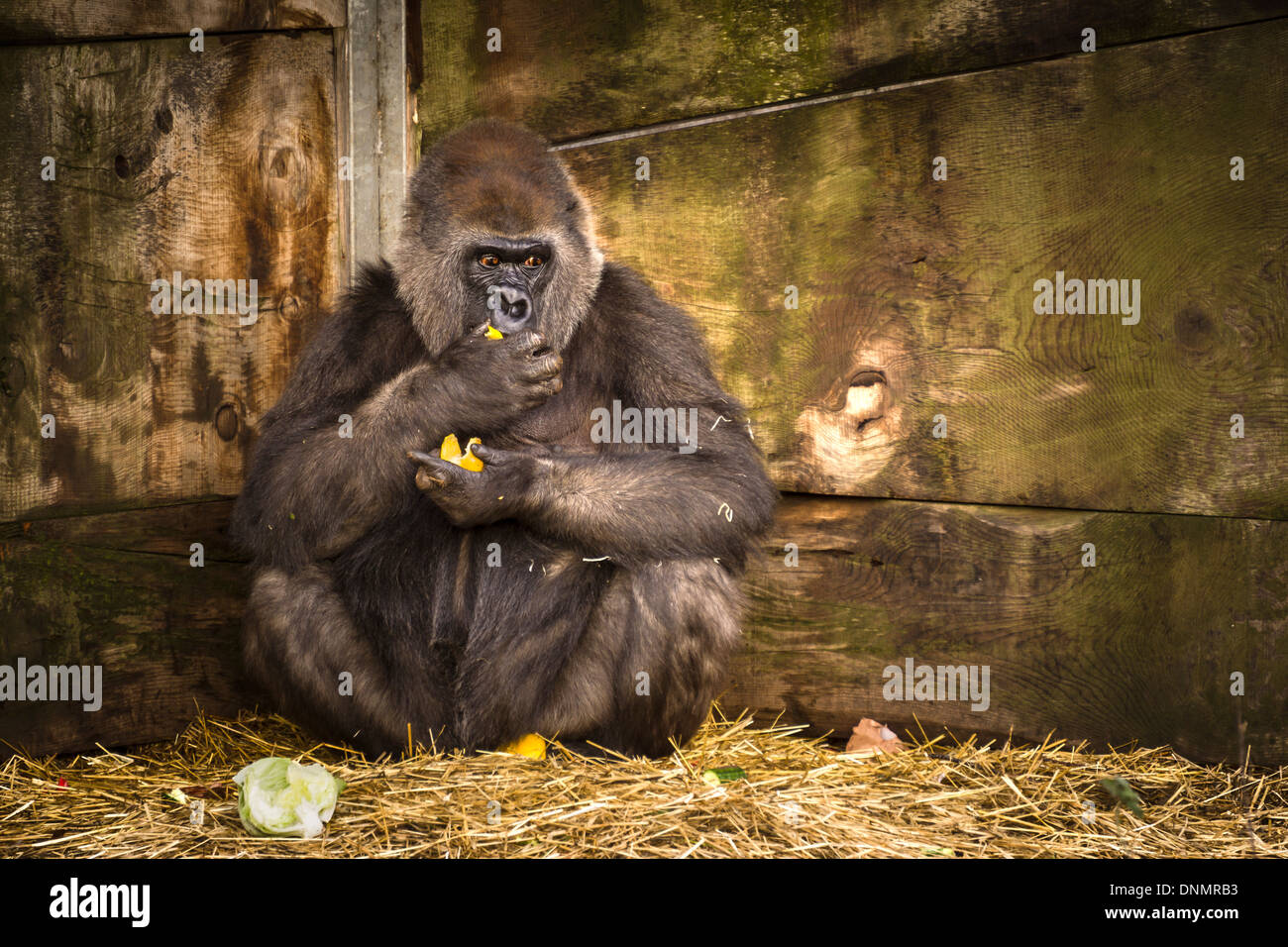 A captive female Gorilla at Bristol Zoo in England. Stock Photo
