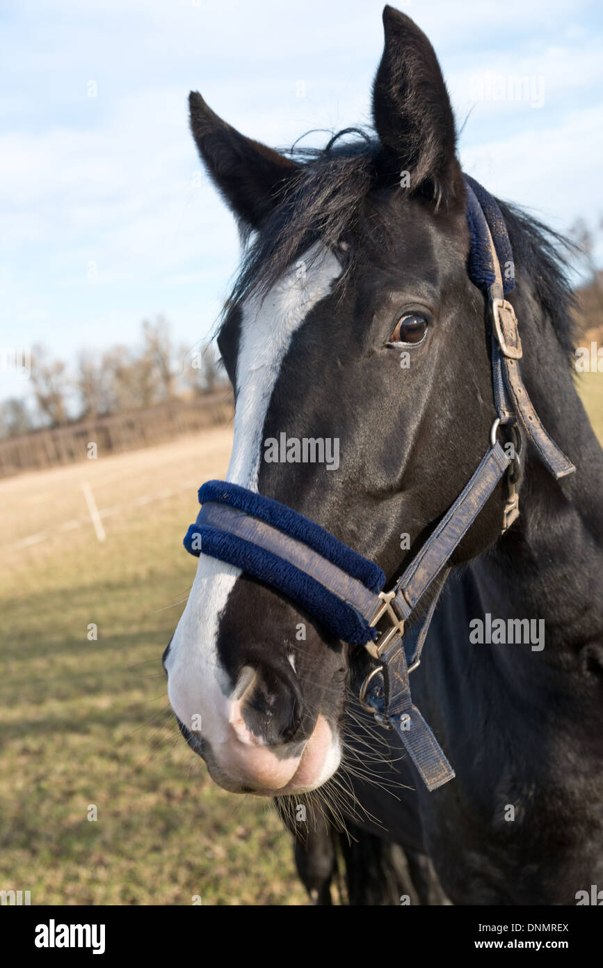 Horse Collar Stock Photos & Horse Collar Stock Images Alamy