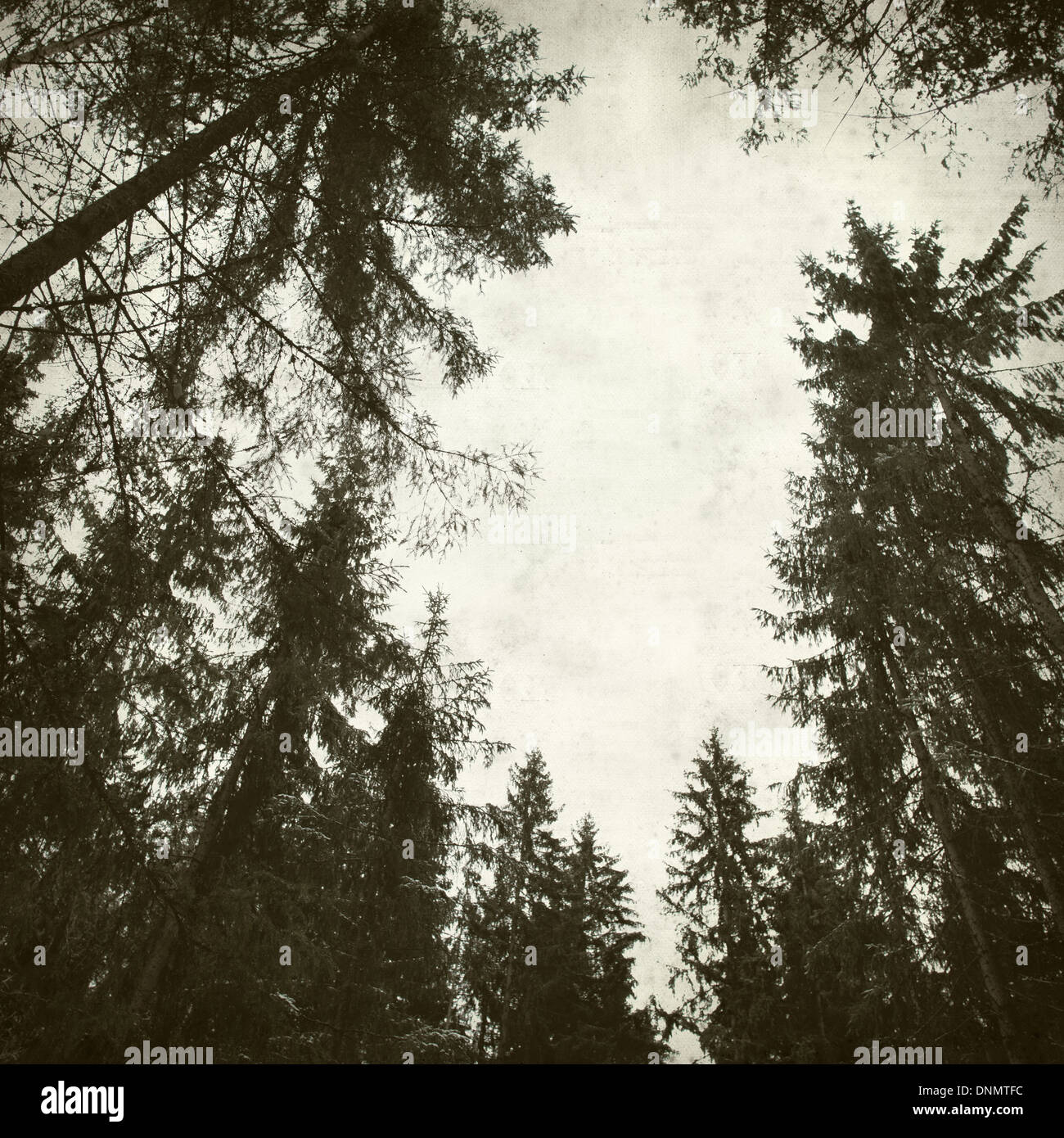 textured old paper background with winter trees Stock Photo - Alamy