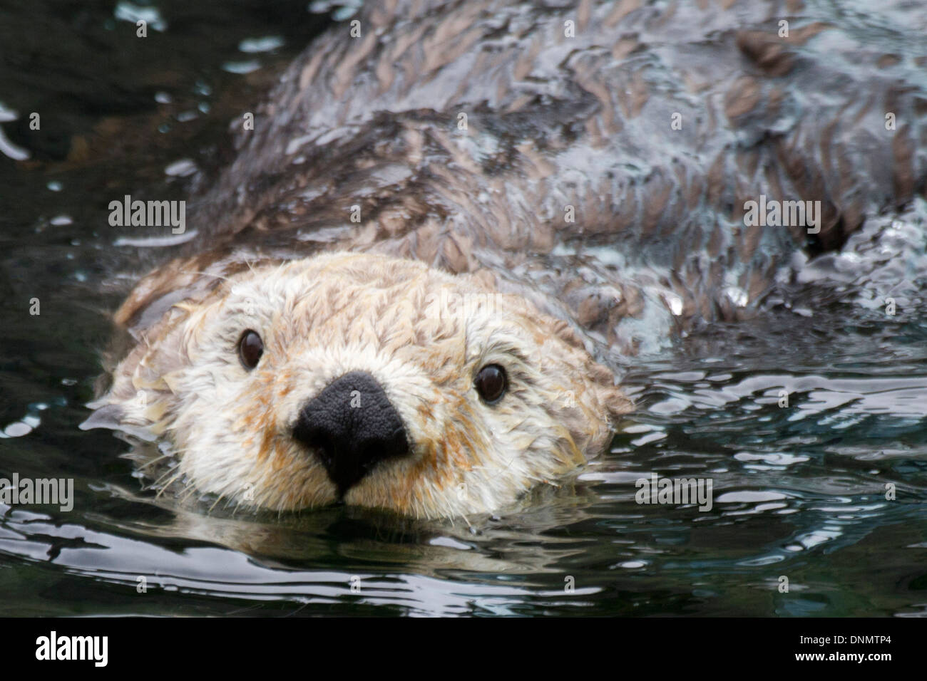 Sea Otter (closeup) swimming.(Enhydra lutris) Stock Photo