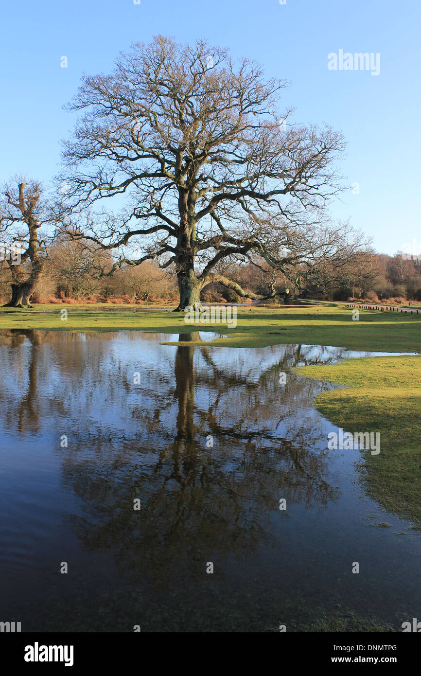 Ancient oak tree and its reflection in flooded pasture near Balmer Lawn ...