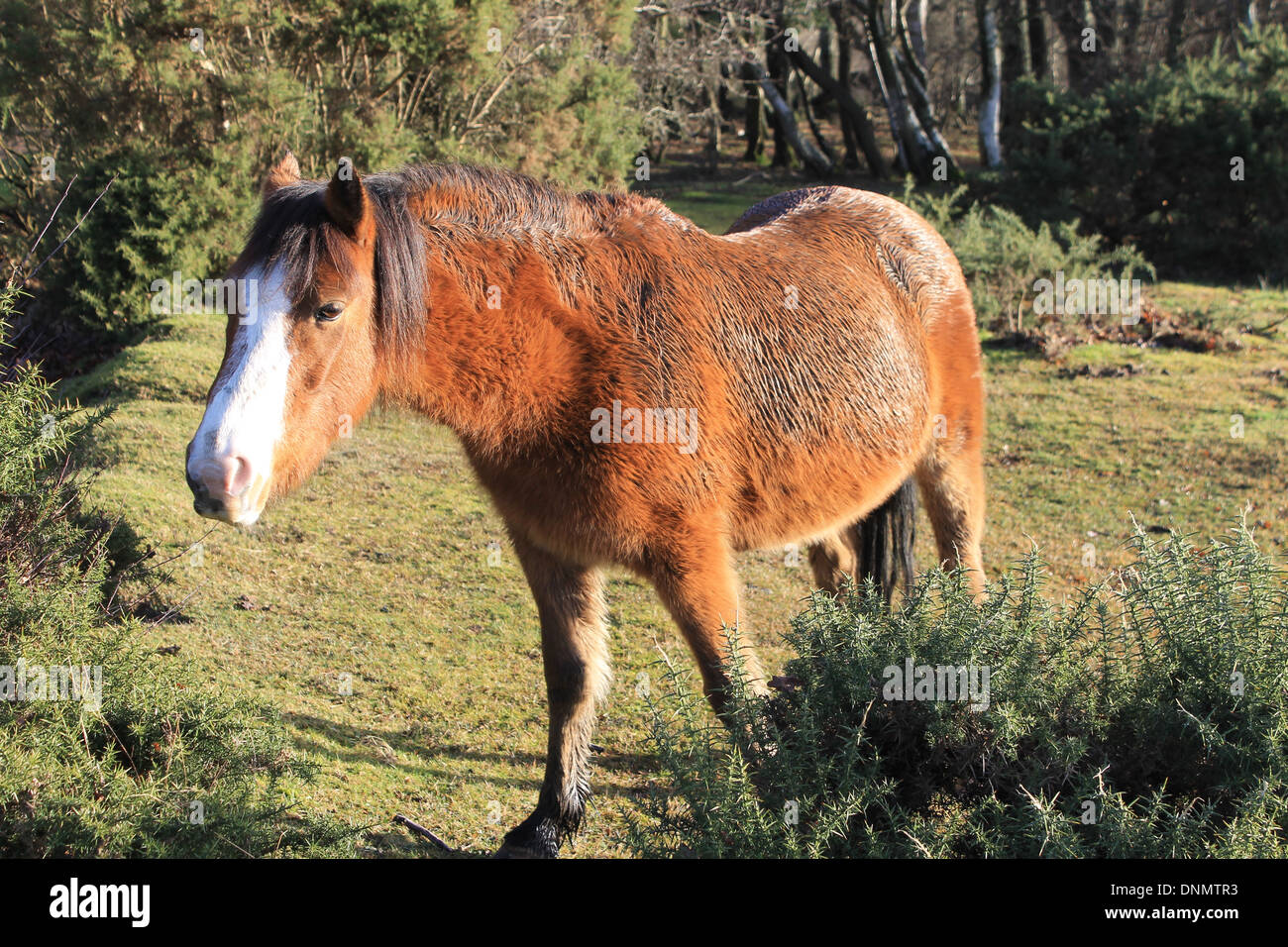New Forest pony in winter morning sunshine in the New Forest National Park, Hampshire, UK Stock Photo