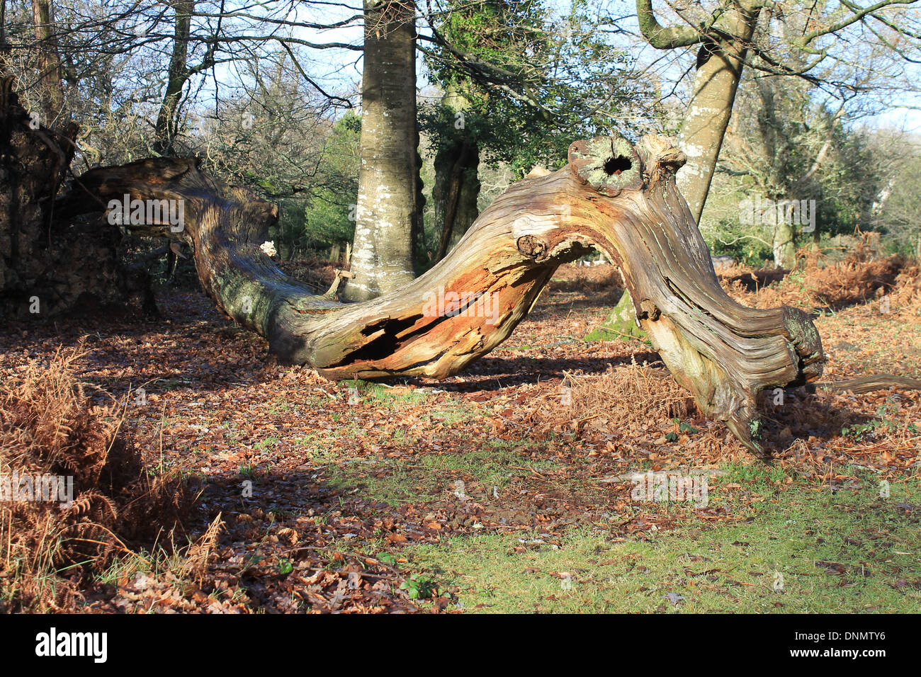 Fallen tree making a beautiful natural sculpture of a sinuous dragon in the New Forest National Park, Hampshire, UK Stock Photo