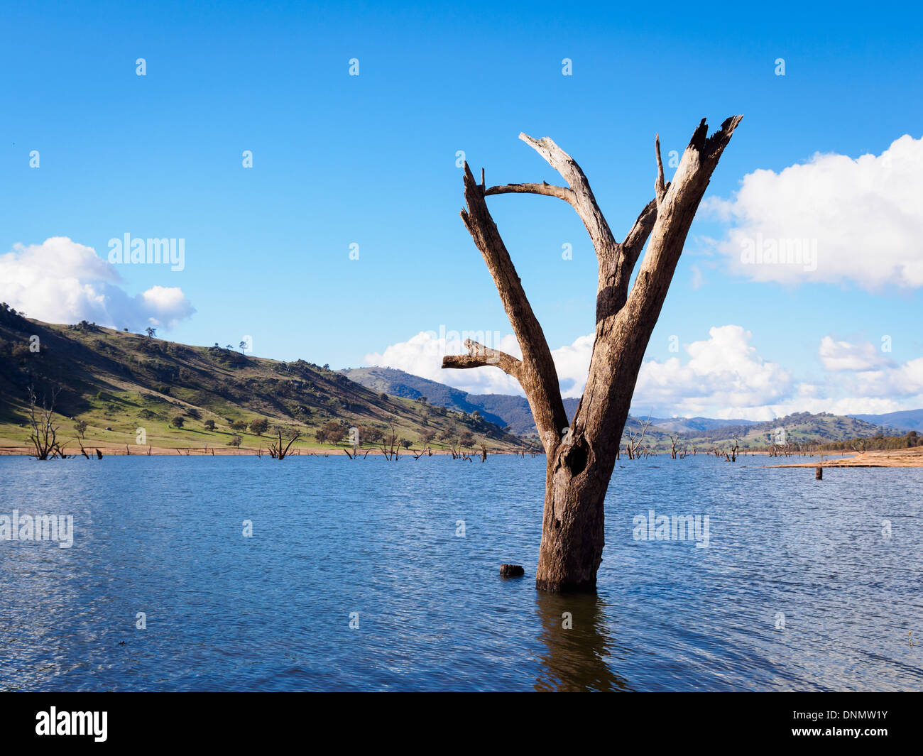 Dead tree victoria australia hi-res stock photography and images - Alamy