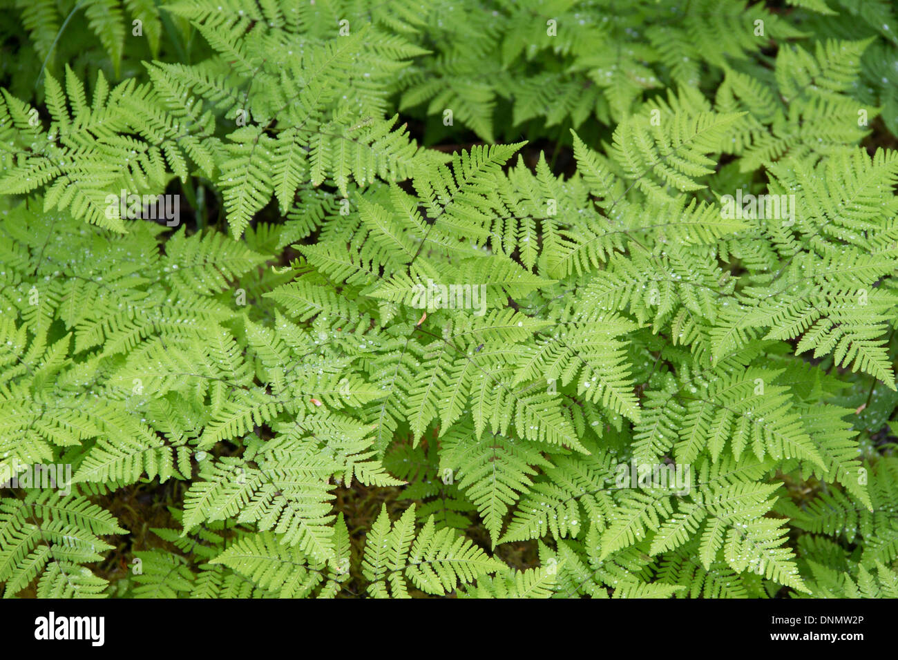 Wood Fern also called Fiddlehead Fern.(Dryopteris dilatata).Southeast Alaska Stock Photo