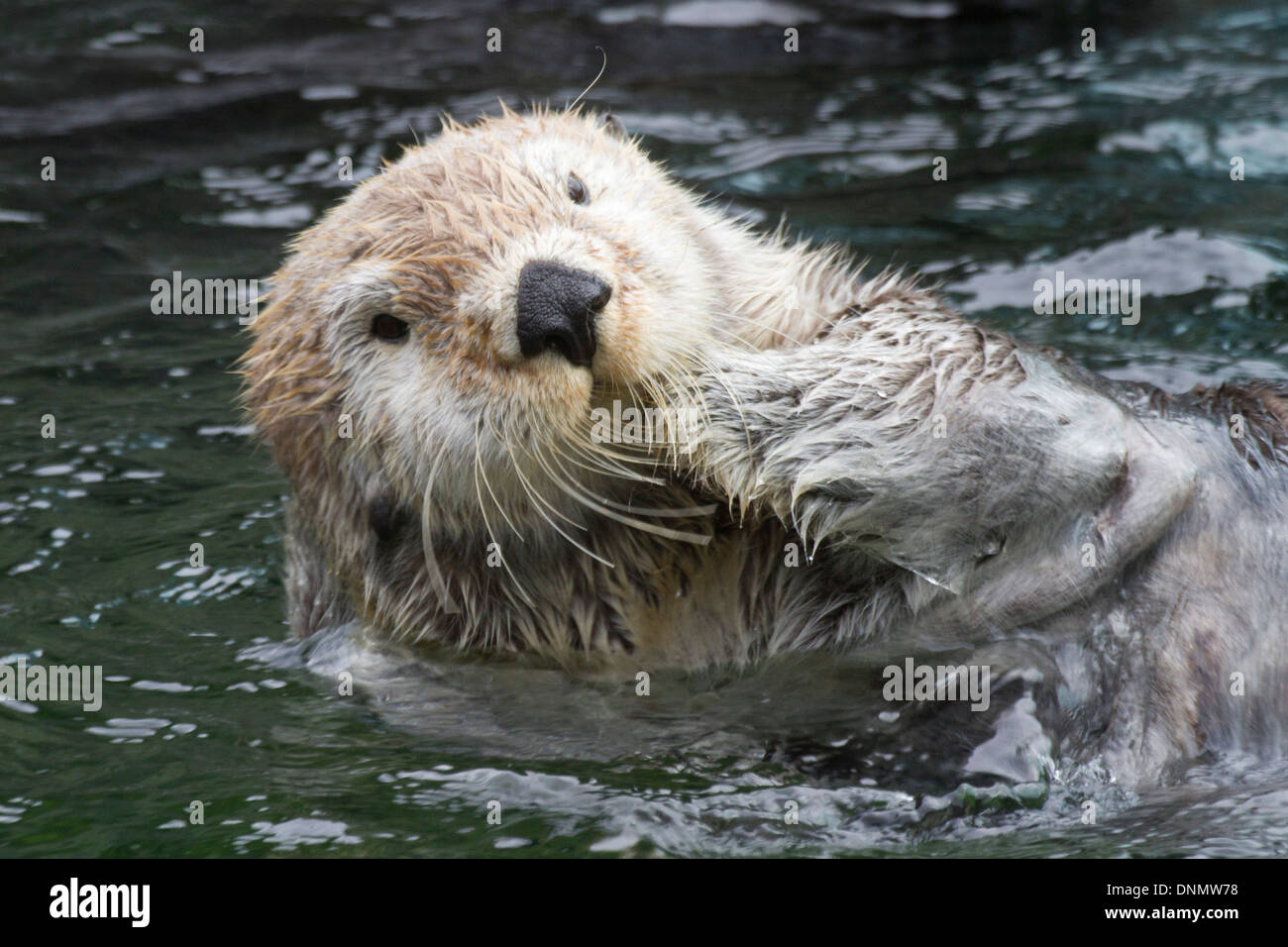 Sea Otter (closeup).(Enhydra lutris) Stock Photo
