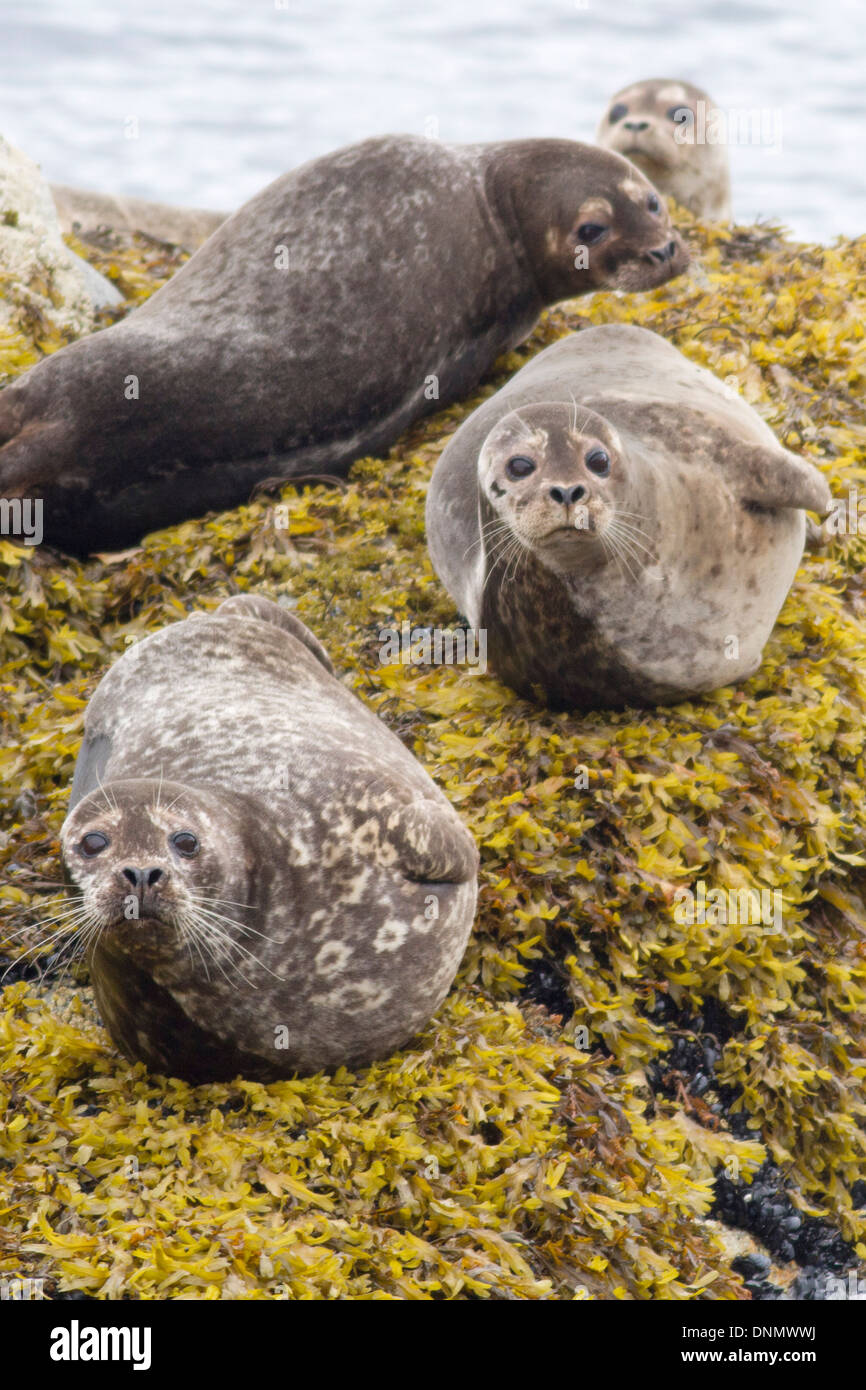 Harbor Seals resting on a seaweed covered rock.(Phoca vitulina).Vancouver Island,British Columbia,Canada Stock Photo