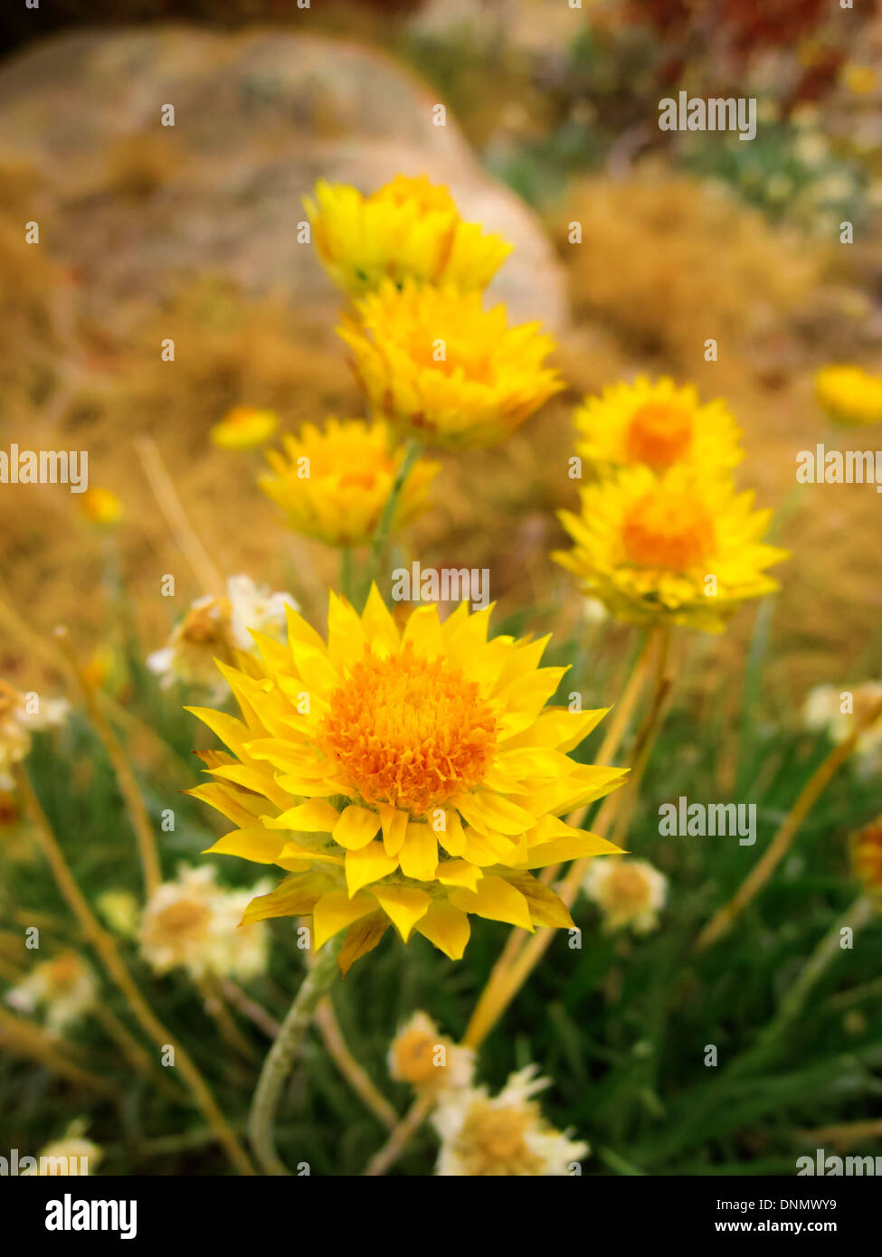 Lush Everlasting Daisy Moment in 4K Lush Everlasting Daisy Moment in 4K