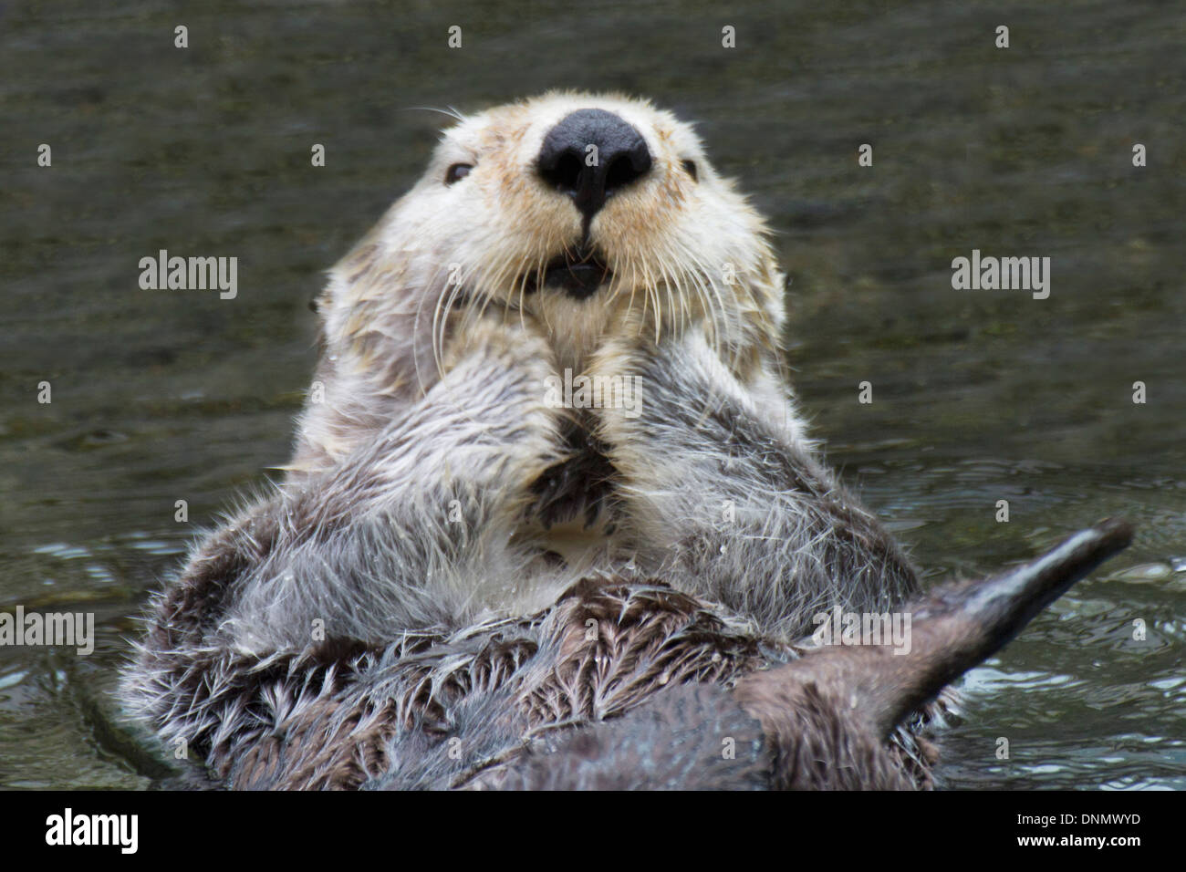 Sea Otter (closeup) with it's paws out of the water to keep them warmer.(Enhydra lutris) Stock Photo