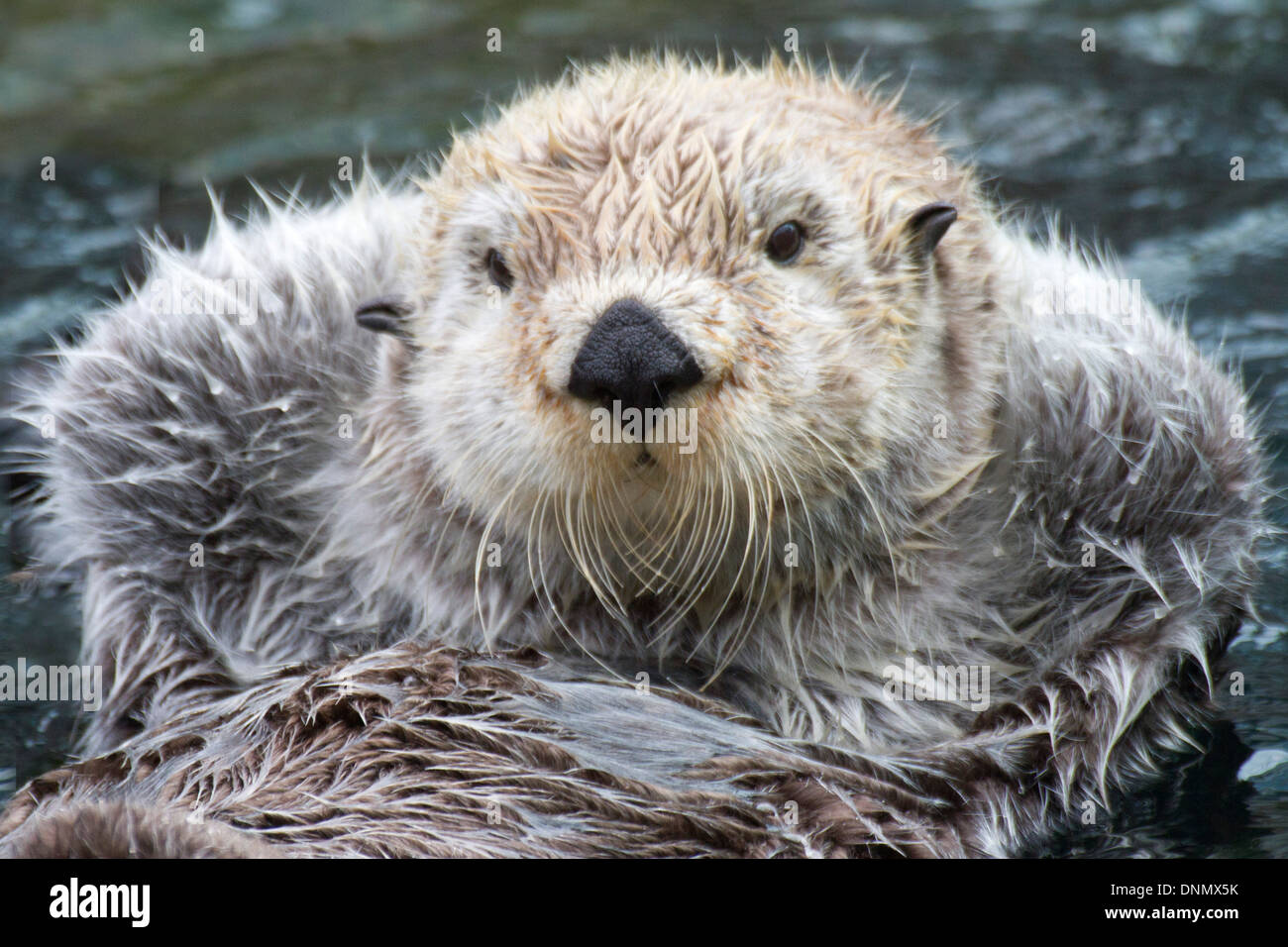 Sea Otter floating with it's paws out of the water to stay warm-closeup.(Enhydra lutris) Stock Photo