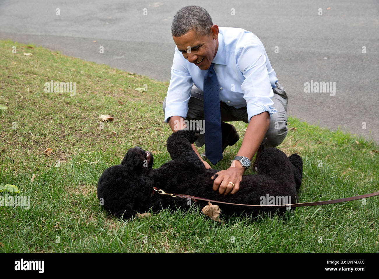US President Barack Obama plays with Sunny, the new Obama family pet, on the South Lawn on Sunny's first day at the White House August 19, 2013 in Washington, DC. Stock Photo