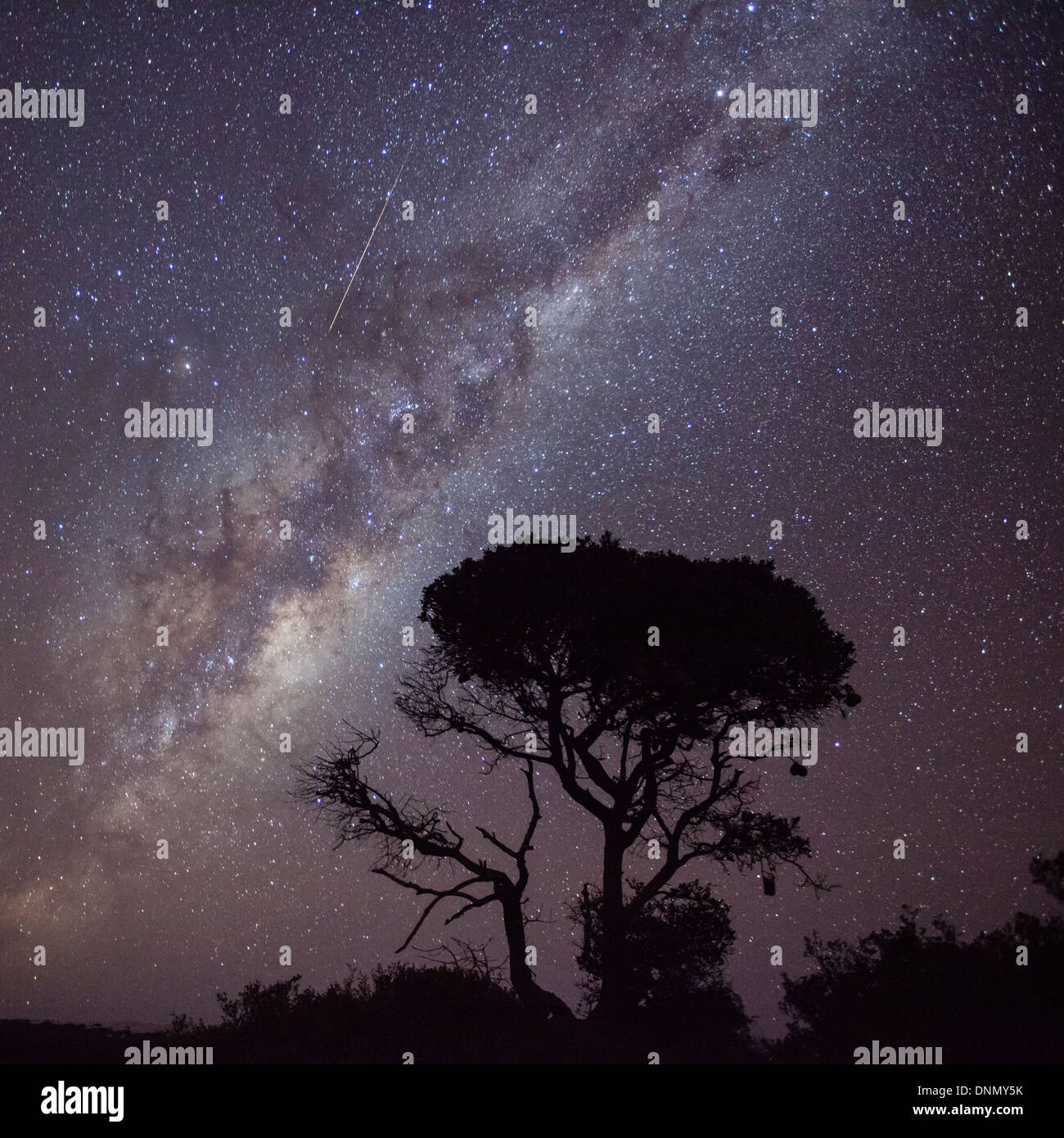 A shooting star passing through the Milky Way and single tree, De Hoop Nature Reserve, Western Cape, South Africa. Stock Photo