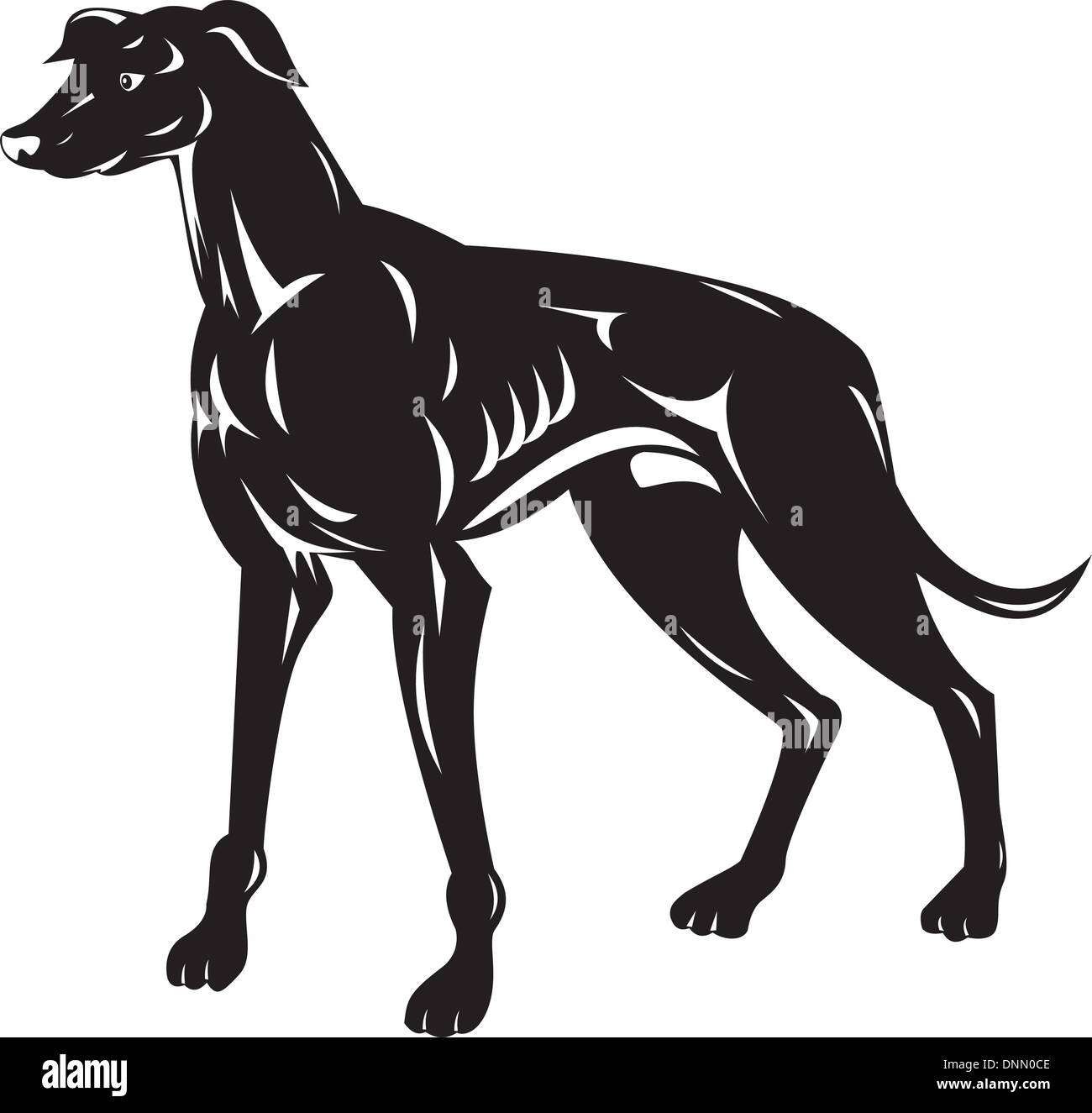 Greyhound vector vectors hires stock photography and images Alamy