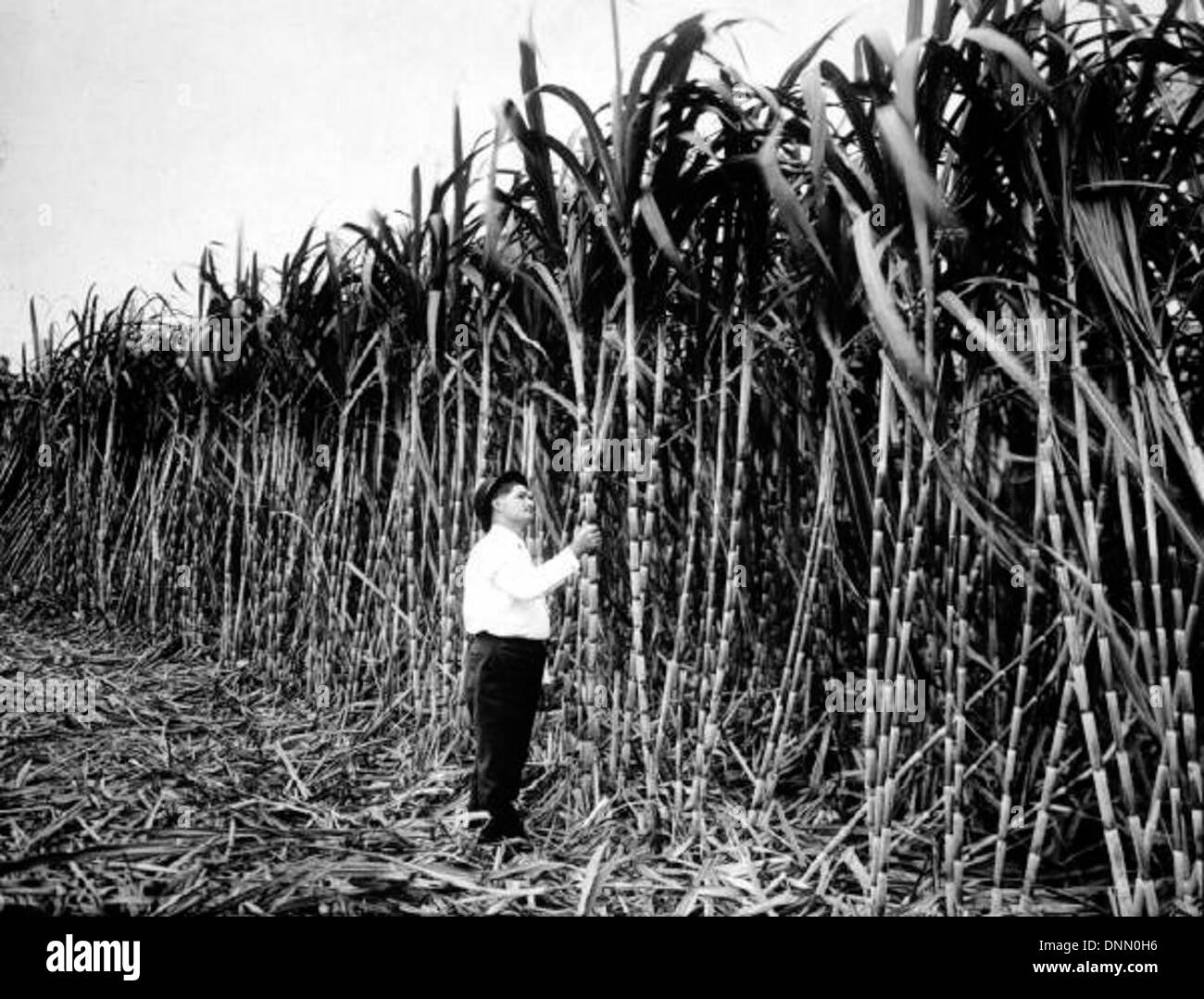 Sugarcane growing near Tampa, Florida Stock Photo