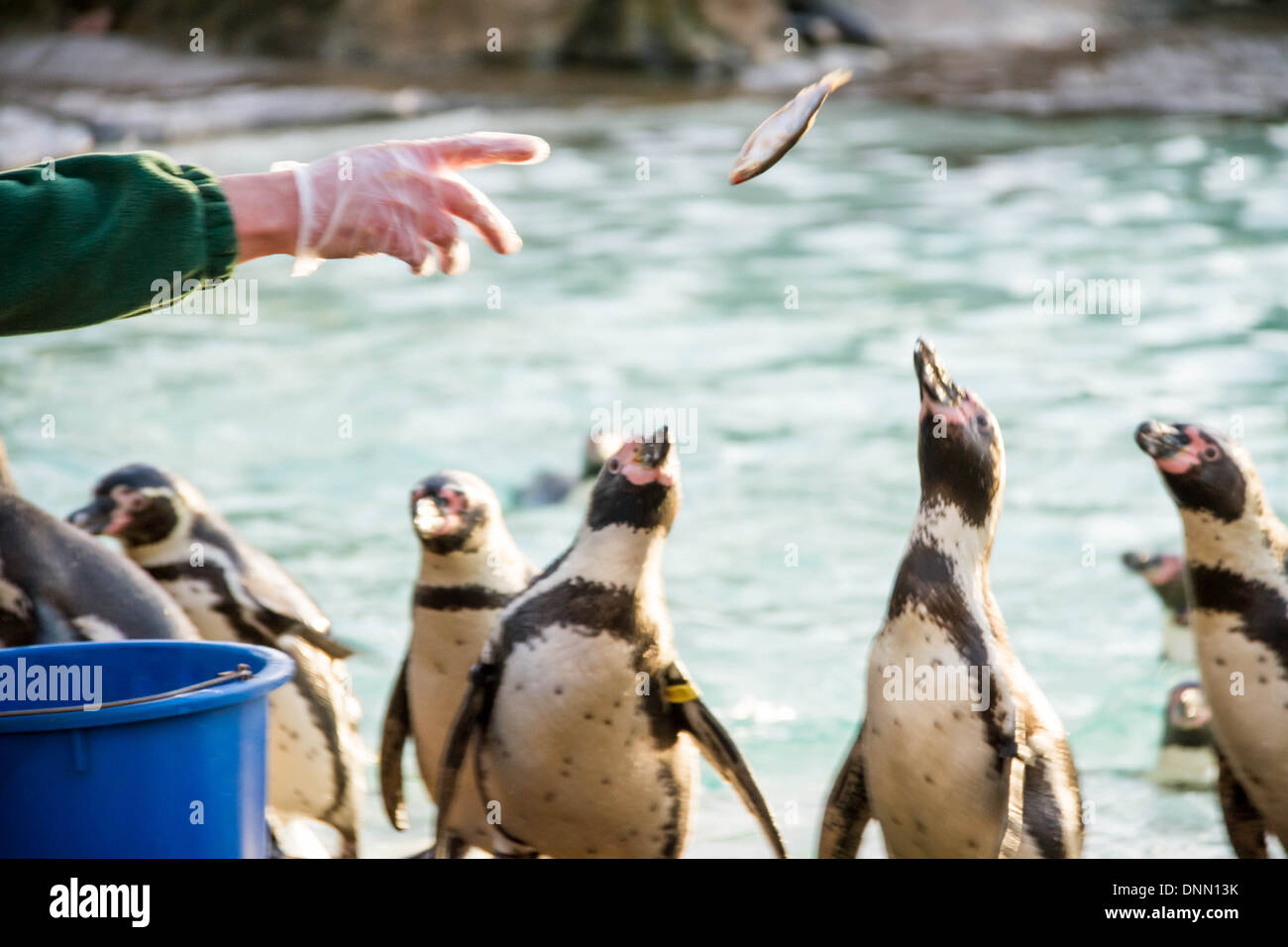 Humboldt penguins are recorded during ZSL London Zoo's annual stocktake